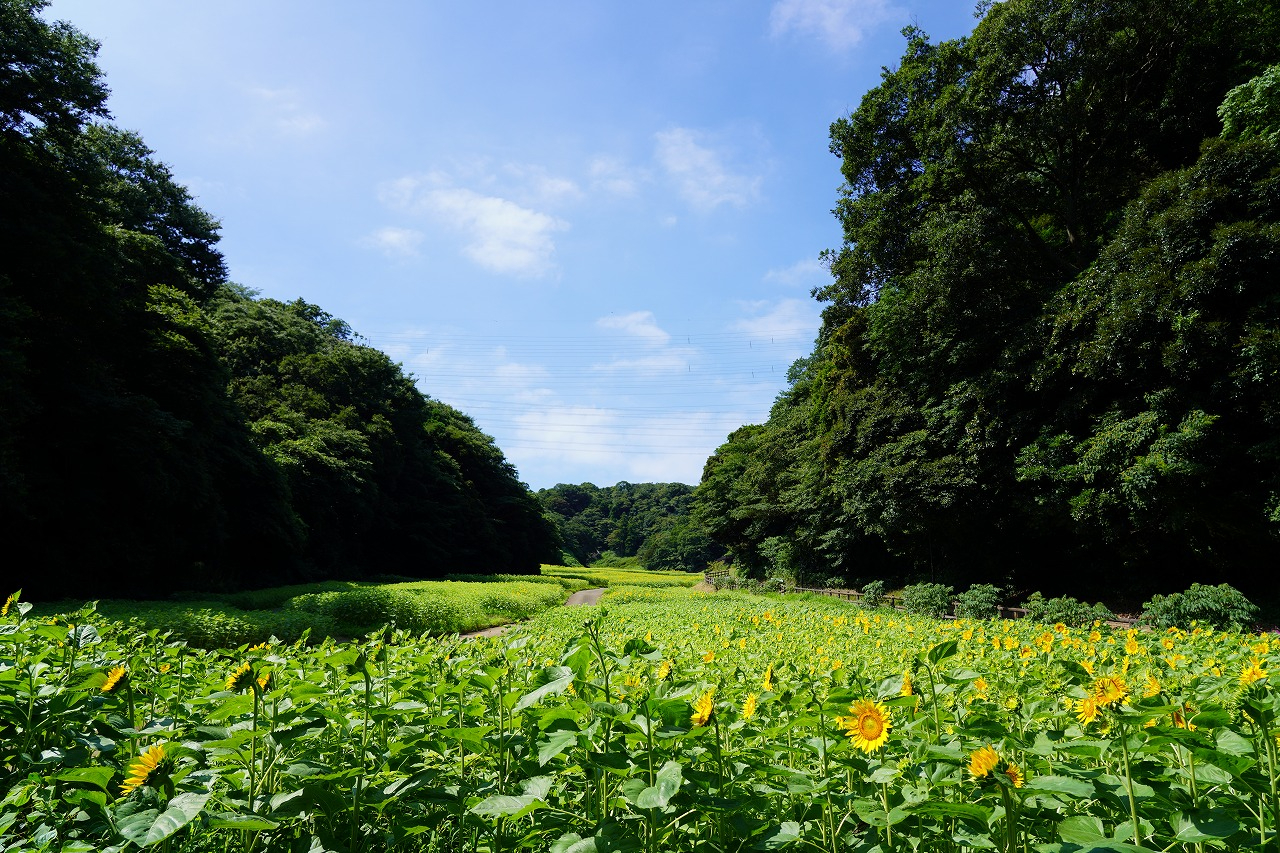 緑肥としてポピー・コスモス園にヒマワリ品種パイオニアを植栽することで、秋に向けて土壌に栄養分などを供給。これにより、100万本の大規模なひまわり畑が広がる