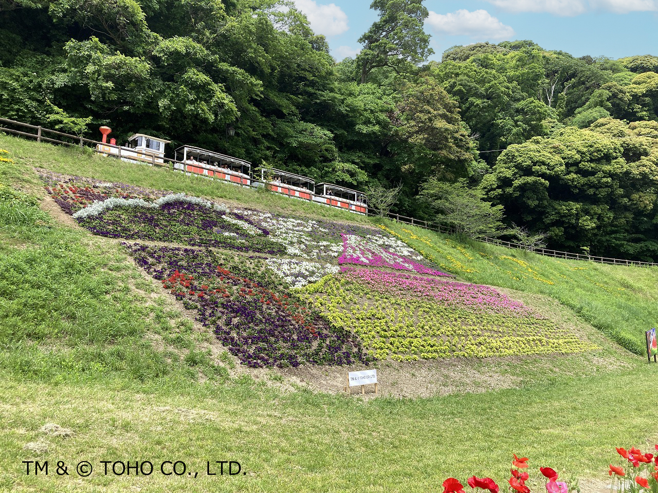 「ゴジラ」と「冨嶽三十六景 凱風快晴」をイメージした花壇とひまわりの競演も夏のひと時だけ楽しめる。8月4日以降はコスモスへ植え替え予定
