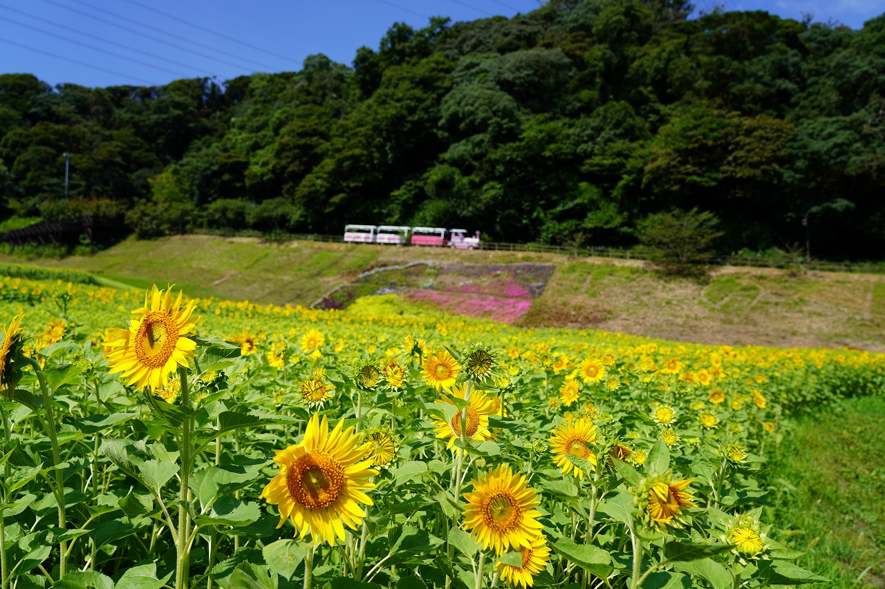 「ゴジラ」と「冨嶽三十六景 凱風快晴」をイメージした花壇とひまわりの競演も夏のひと時だけ楽しめる。8月4日以降はコスモスへ植え替え予定