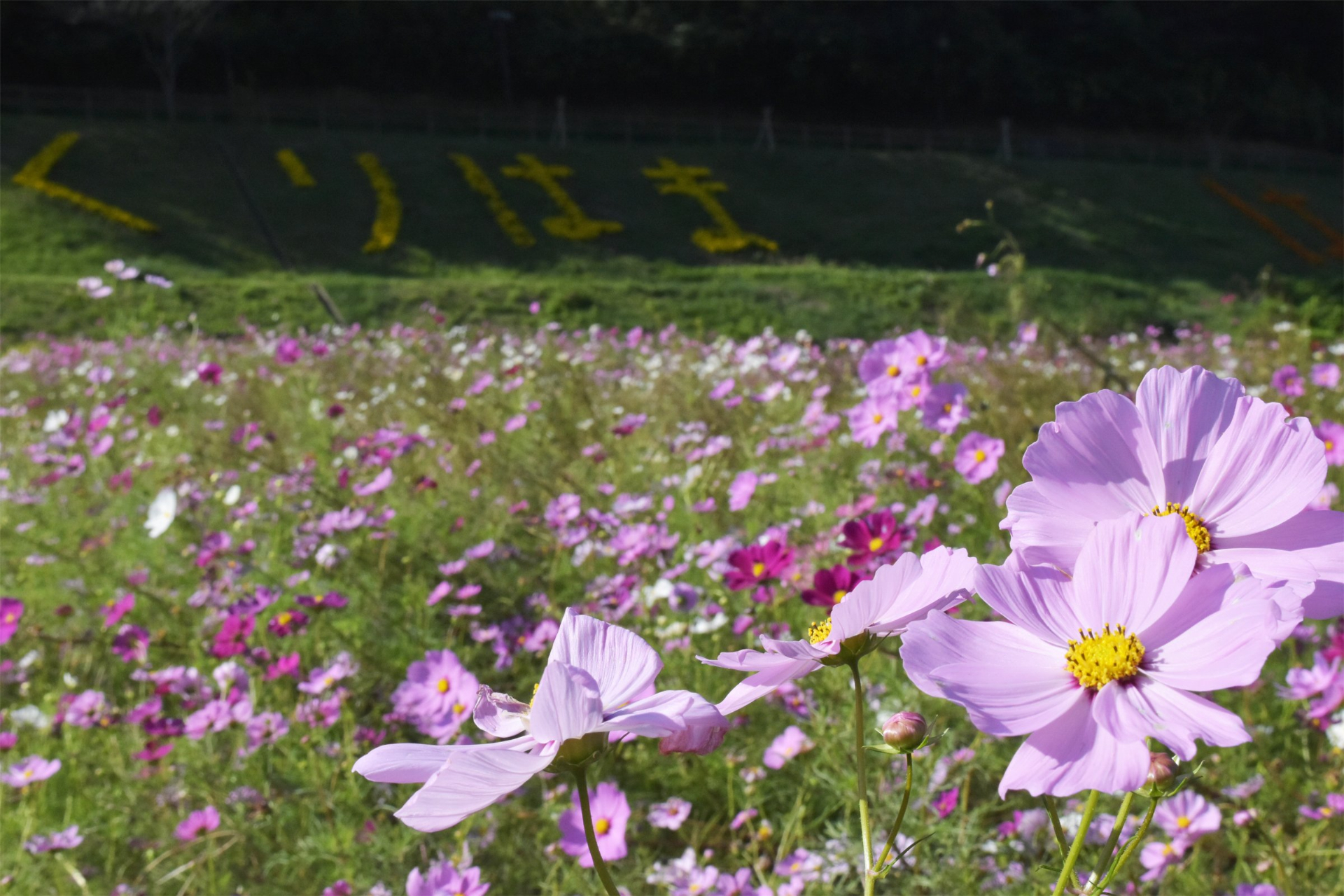 「ゴジラ」と「冨嶽三十六景 凱風快晴」をイメージした花壇とひまわりの競演も夏のひと時だけ楽しめる。8月4日以降はコスモスへ植え替え予定