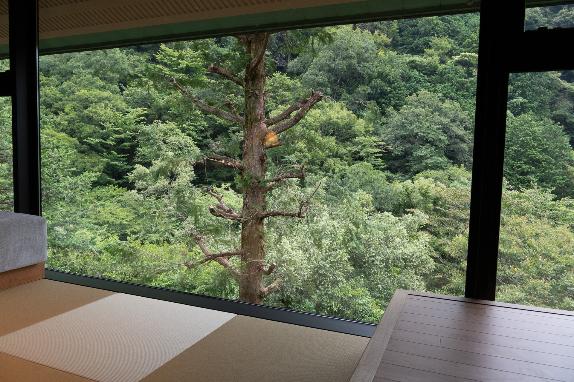 着席スペースが多いのもスイートの特徴。窓際なら目に映るすべてが湯坂山の木々に