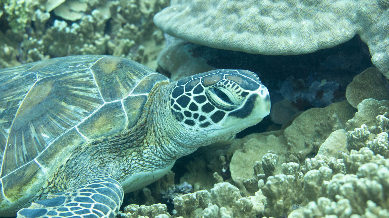 リピーターが今改めて伝えたいサイパンの魅力