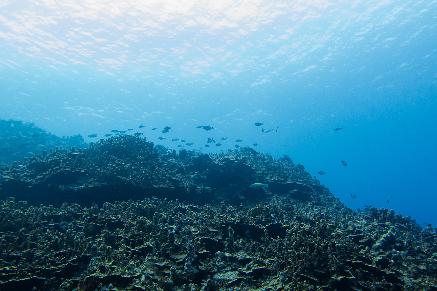 今回は島の西部沖合いを中心にボートダイビングに参加。群生するサンゴ、そこに集まる南洋の魚、そして多くのカメがのんびり暮らす、初心者にも潜りやすいエリアだ。ボートでの移動時間も5～10分程度と短いので、船酔いが心配な人にも安心。群れなすマダラトビエイも見どころなのだが、今回はいずれのポイントでも不発。自然や生き物が相手なのでそういうこともある