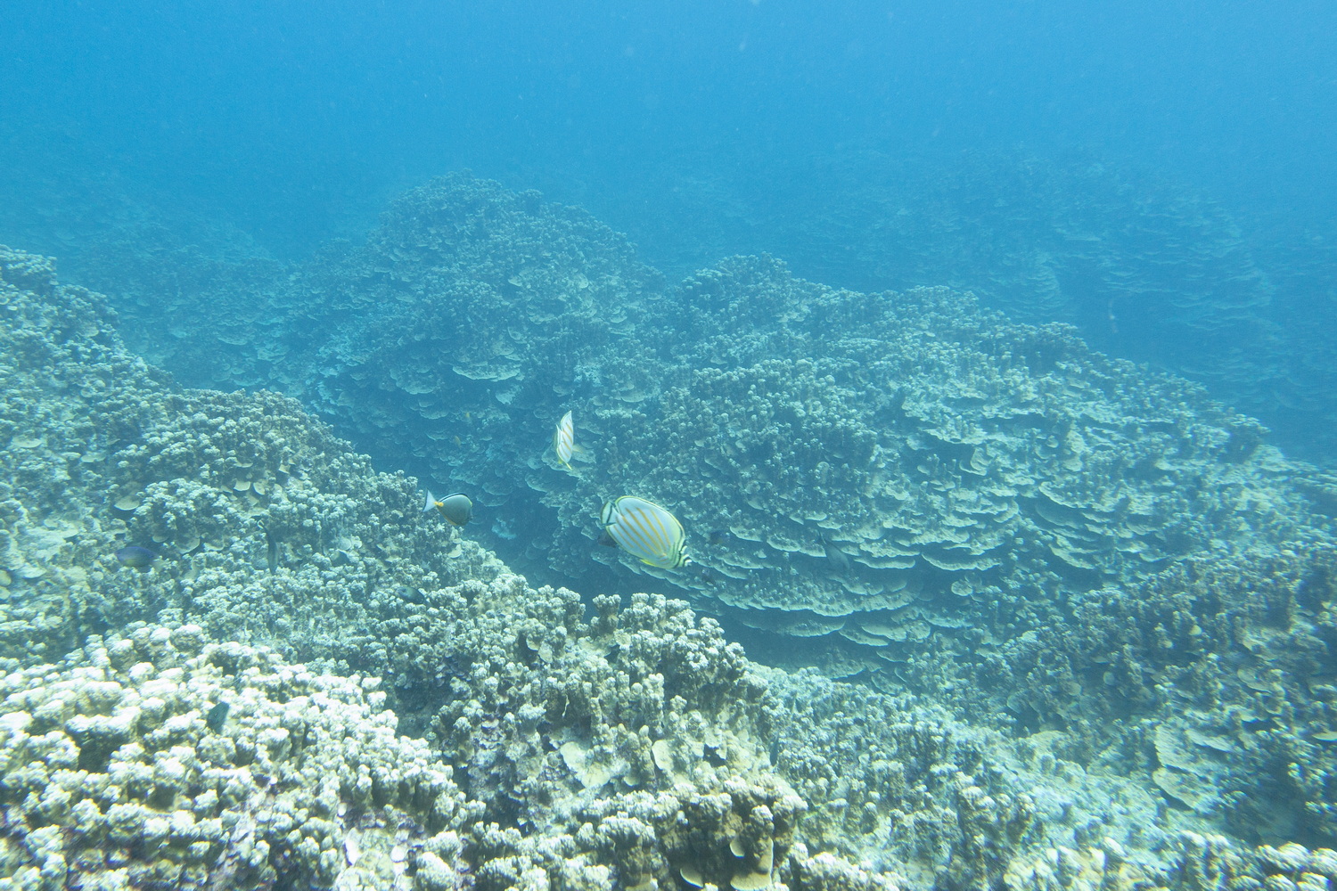 今回は島の西部沖合いを中心にボートダイビングに参加。群生するサンゴ、そこに集まる南洋の魚、そして多くのカメがのんびり暮らす、初心者にも潜りやすいエリアだ。ボートでの移動時間も5～10分程度と短いので、船酔いが心配な人にも安心。群れなすマダラトビエイも見どころなのだが、今回はいずれのポイントでも不発。自然や生き物が相手なのでそういうこともある