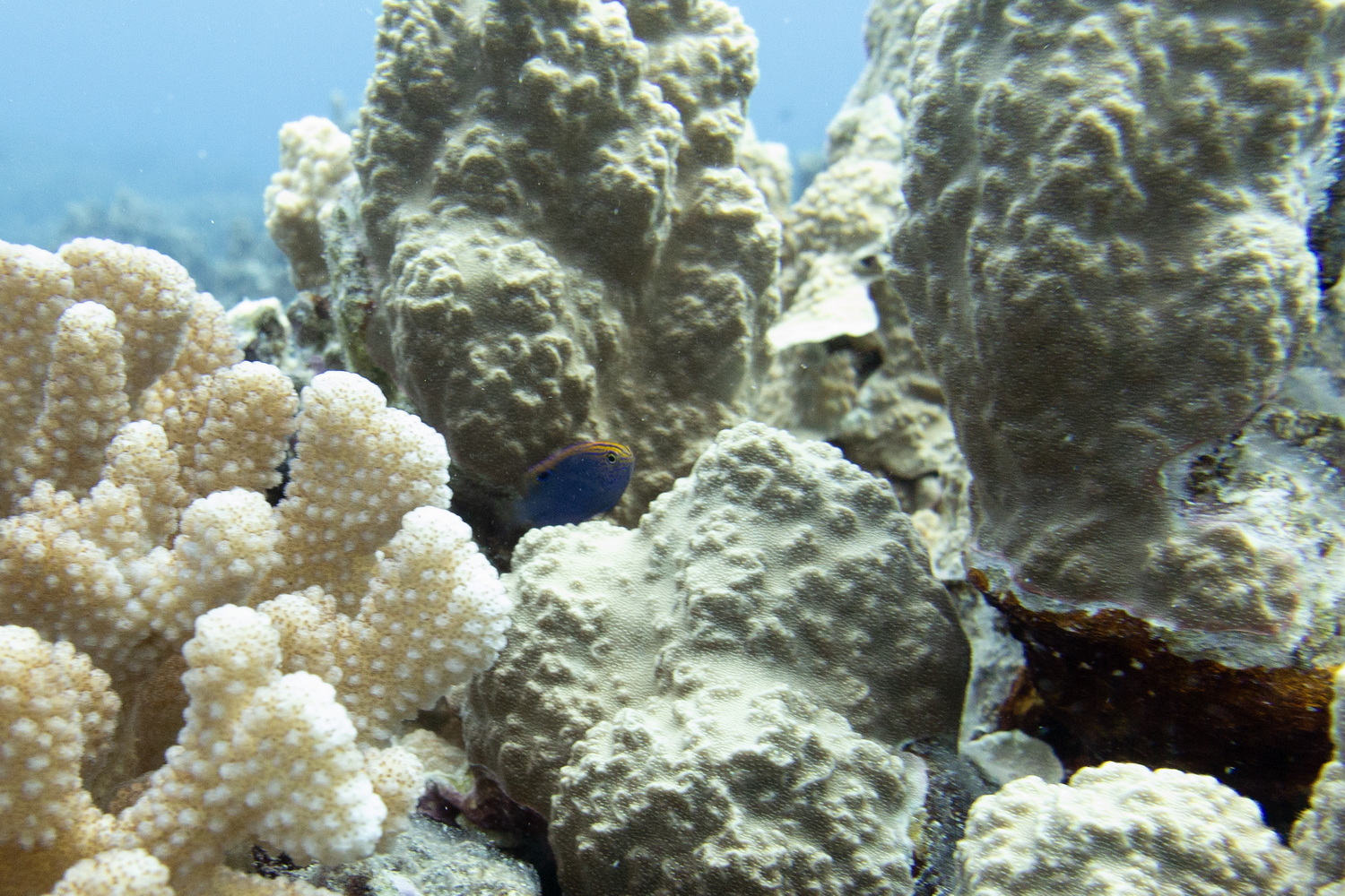 今回は島の西部沖合いを中心にボートダイビングに参加。群生するサンゴ、そこに集まる南洋の魚、そして多くのカメがのんびり暮らす、初心者にも潜りやすいエリアだ。ボートでの移動時間も5～10分程度と短いので、船酔いが心配な人にも安心。群れなすマダラトビエイも見どころなのだが、今回はいずれのポイントでも不発。自然や生き物が相手なのでそういうこともある