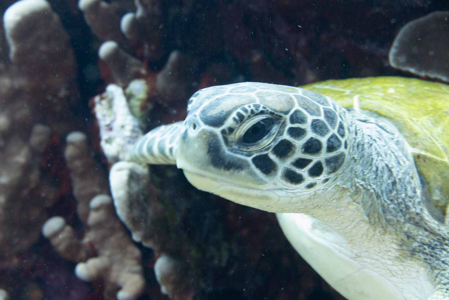 今回は島の西部沖合いを中心にボートダイビングに参加。群生するサンゴ、そこに集まる南洋の魚、そして多くのカメがのんびり暮らす、初心者にも潜りやすいエリアだ。ボートでの移動時間も5～10分程度と短いので、船酔いが心配な人にも安心。群れなすマダラトビエイも見どころなのだが、今回はいずれのポイントでも不発。自然や生き物が相手なのでそういうこともある
