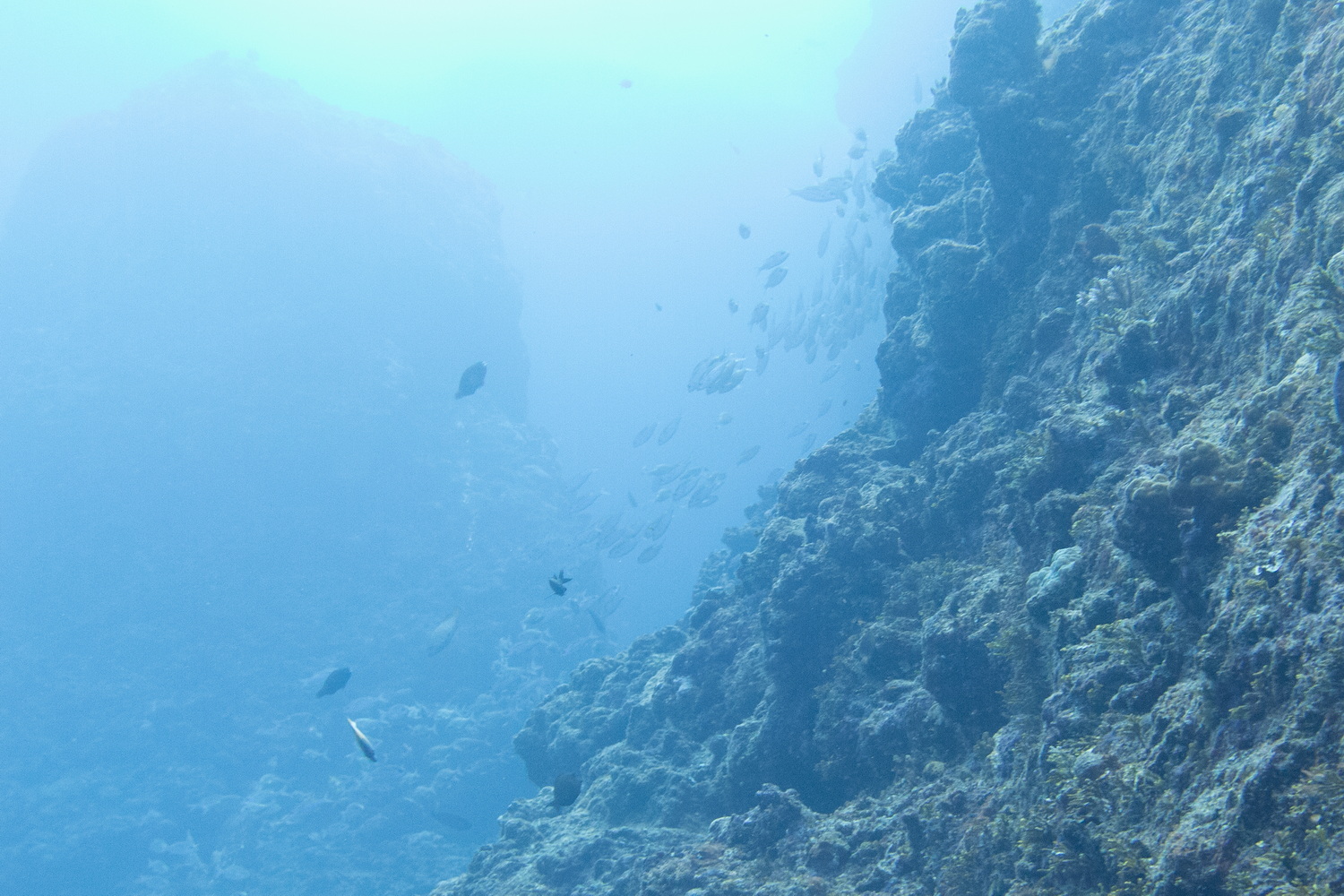 崖沿いに沿って進んでいく。トンネル手前の天然プール内よりも魚影が濃い