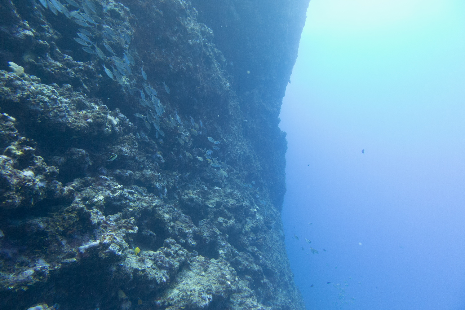 崖沿いに沿って進んでいく。トンネル手前の天然プール内よりも魚影が濃い