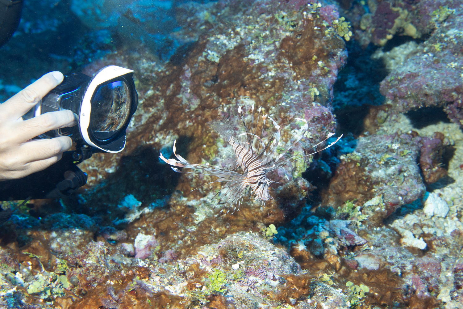 崖沿いに沿って進んでいく。トンネル手前の天然プール内よりも魚影が濃い