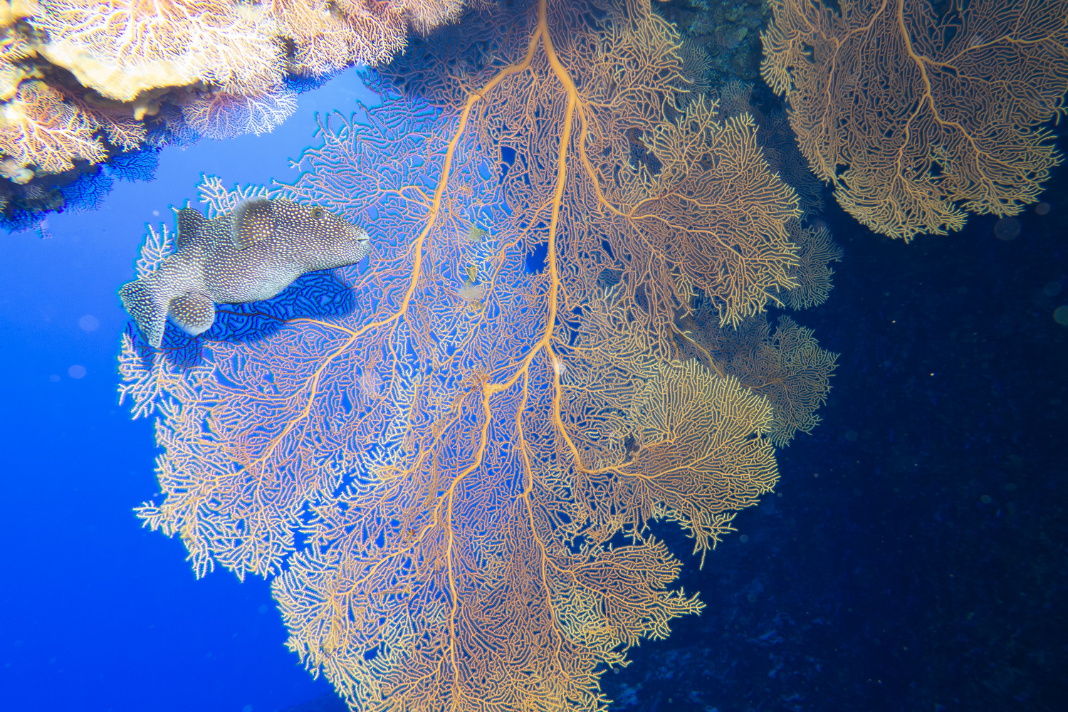 崖沿いに沿って進んでいく。トンネル手前の天然プール内よりも魚影が濃い
