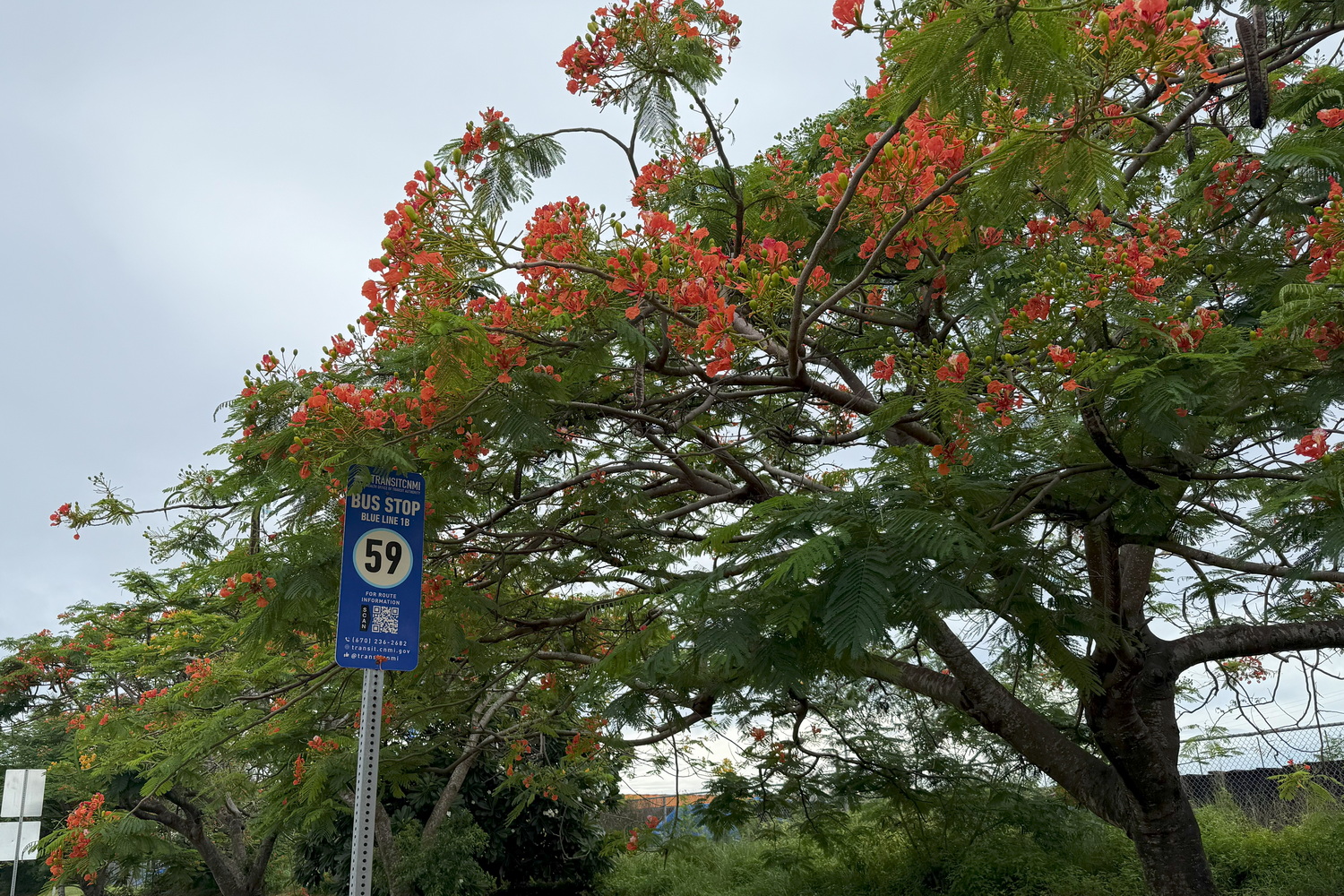 停留所で待っていると北に戻るバスがやってきた。乗車の意思をアピールして止まってもらおう