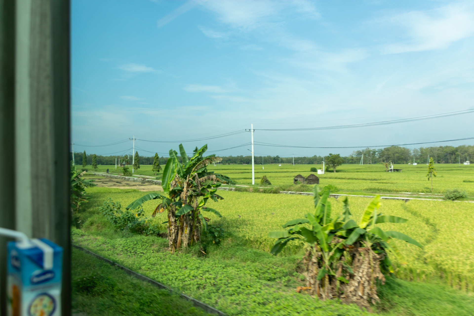 ところどころにバナナかパパイヤ。育てやすいのだろうか