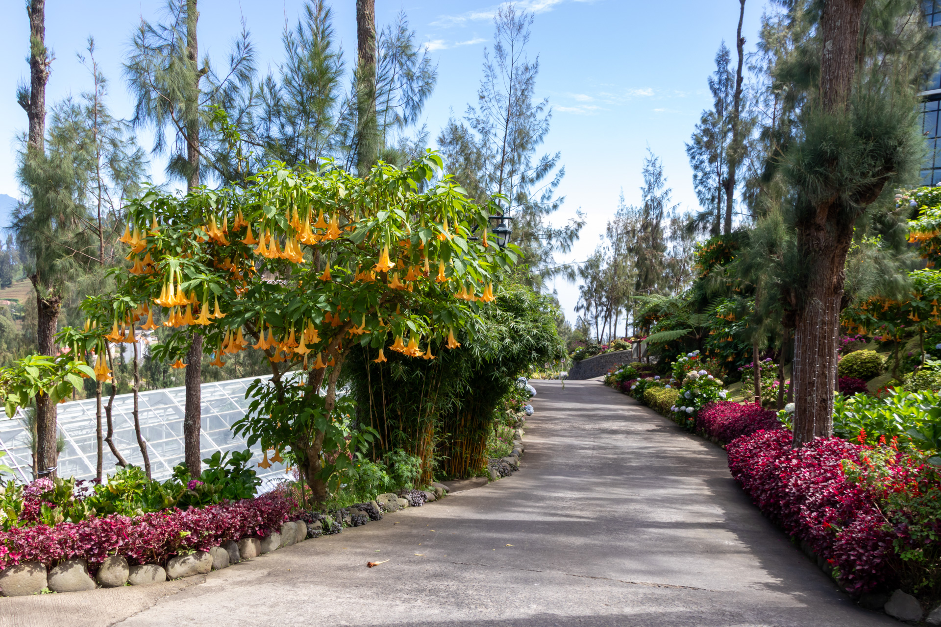 美しく手入れされた敷地内の道路