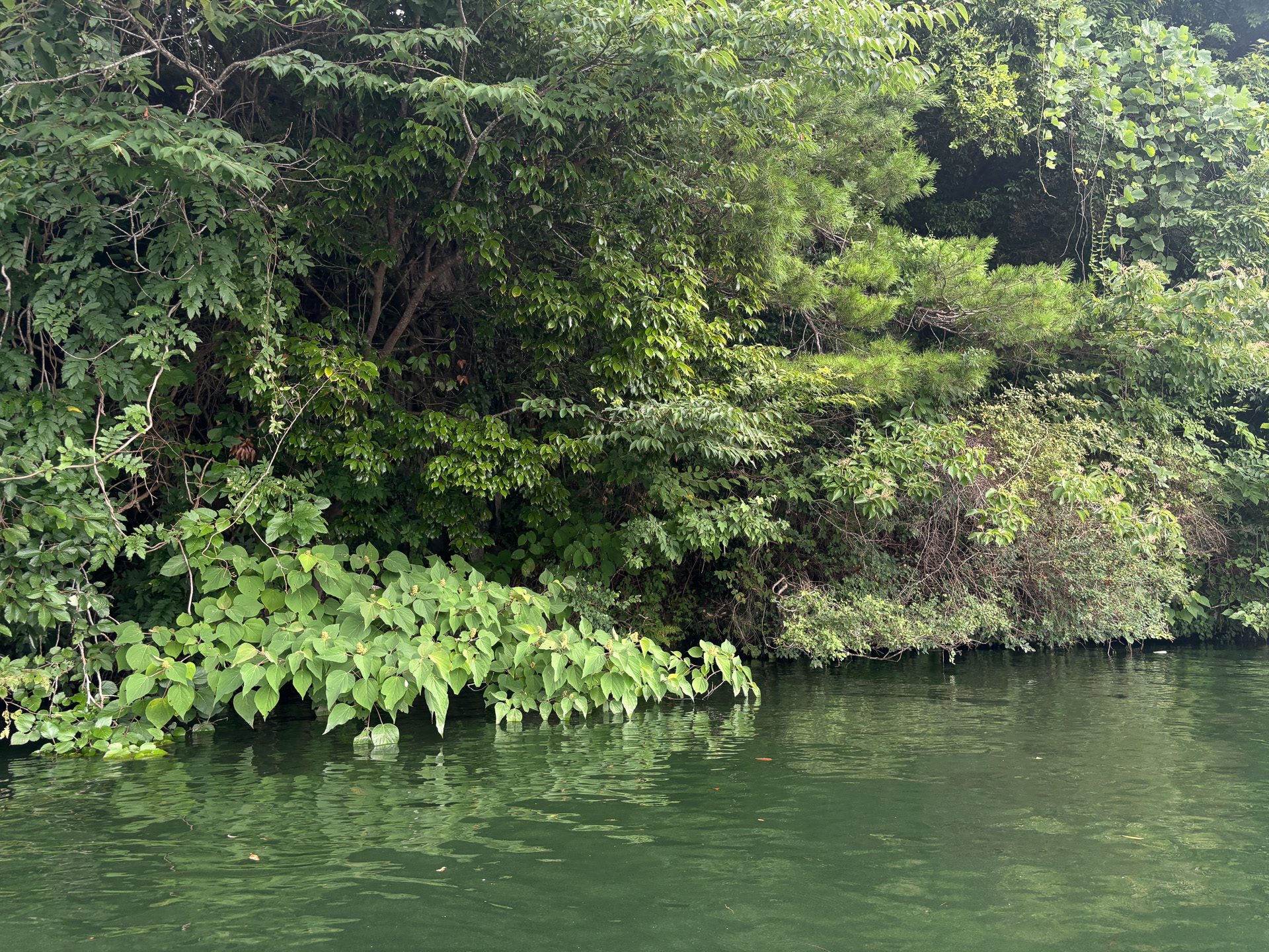緑が豊富で湖上は最高に気持ちよい
