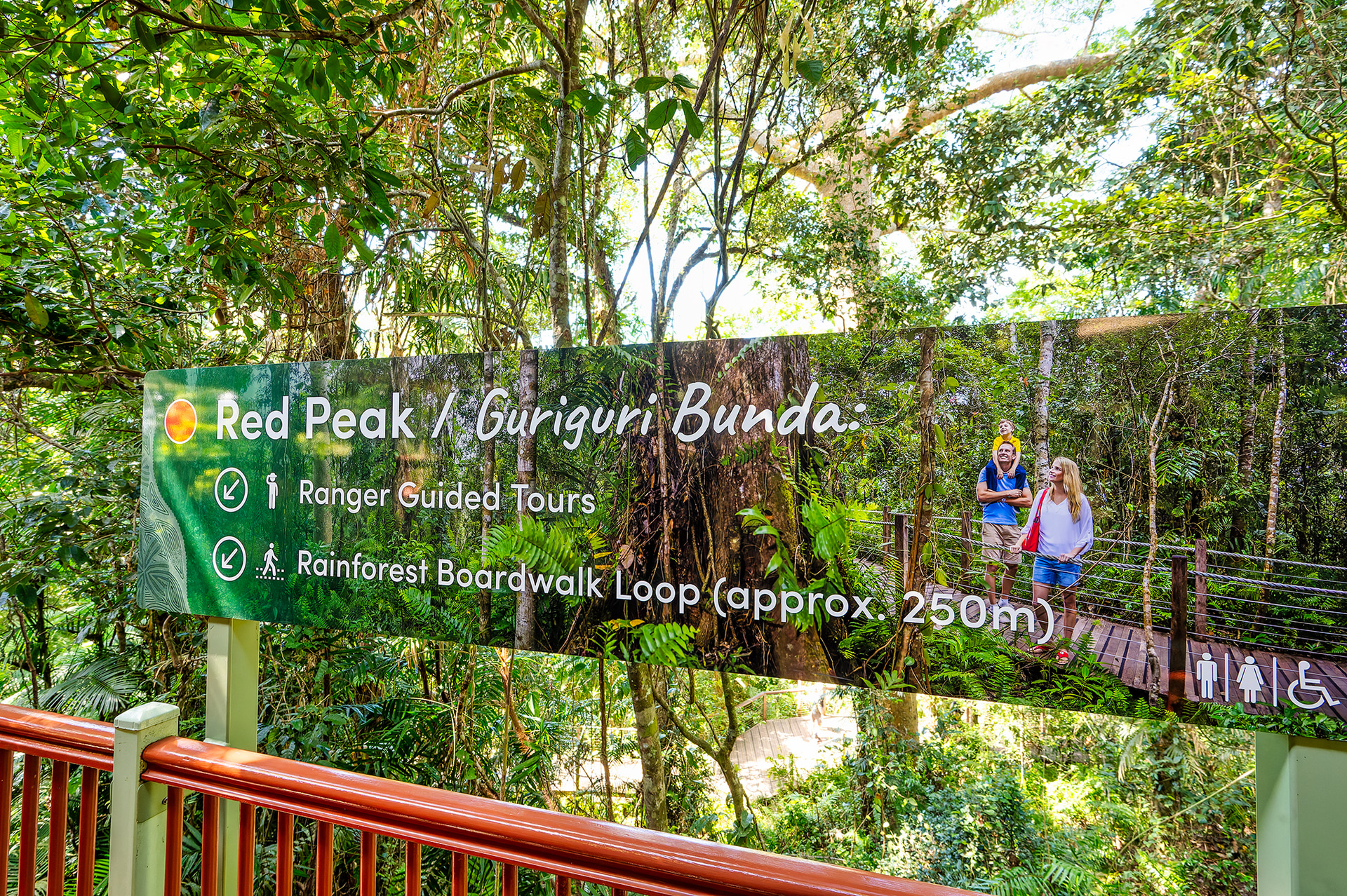 レッドピーク駅で必ず降りる仕様になっている。ここが一番標高が高い（545m）。熱帯雨林のポードウォークを併設しており、30分おきにレンジャーによる無料のショートツアーも実施している。樹齢300以上と言われているカウリの大樹は見応えあり