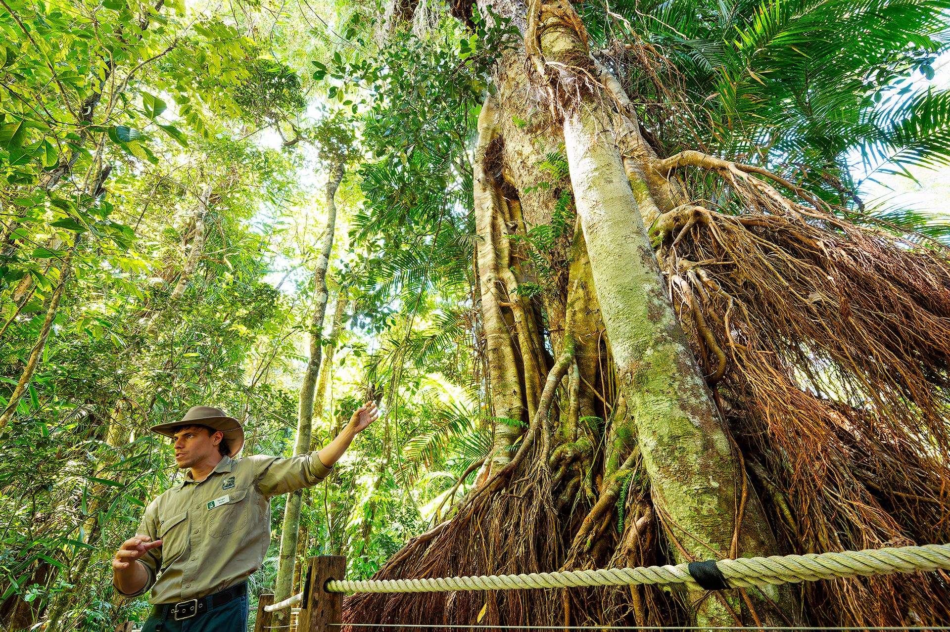レッドピーク駅で必ず降りる仕様になっている。ここが一番標高が高い（545m）。熱帯雨林のポードウォークを併設しており、30分おきにレンジャーによる無料のショートツアーも実施している。樹齢300以上と言われているカウリの大樹は見応えあり