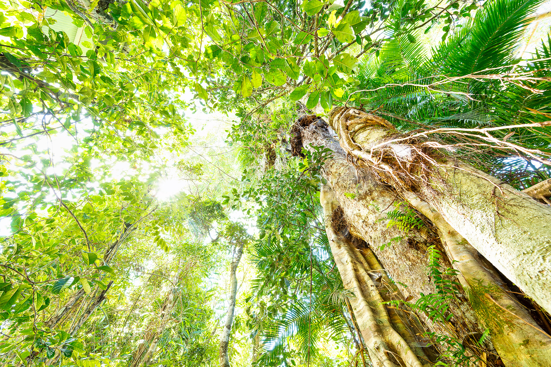レッドピーク駅で必ず降りる仕様になっている。ここが一番標高が高い（545m）。熱帯雨林のポードウォークを併設しており、30分おきにレンジャーによる無料のショートツアーも実施している。樹齢300以上と言われているカウリの大樹は見応えあり
