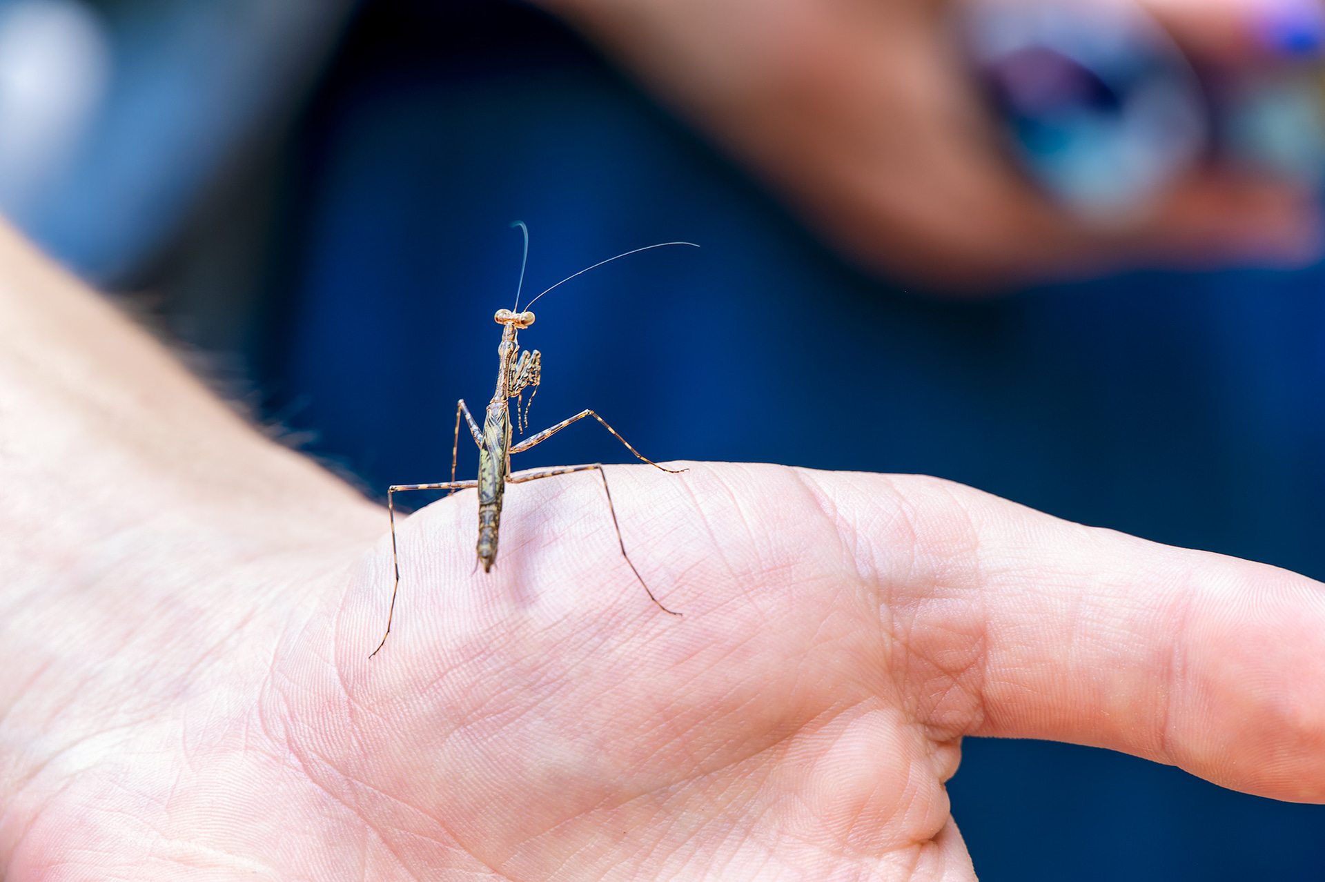 まさに生物多様性の地域で、カマキリなど日本でもおなじみの昆虫も容易に見つけることができる