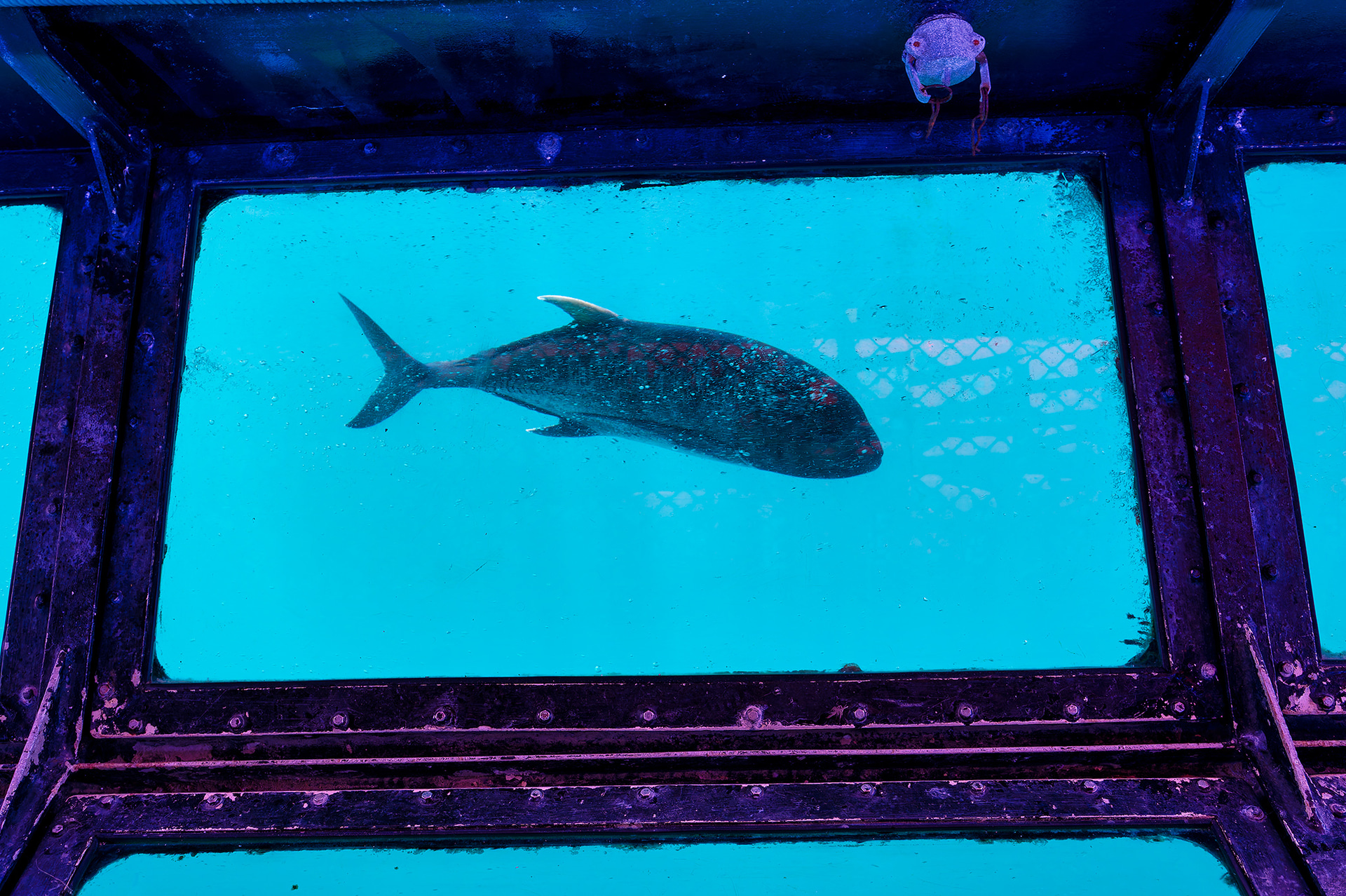 グラス・ボトム・ボートで見るサンゴは見事。魚もたくさん泳いでいた