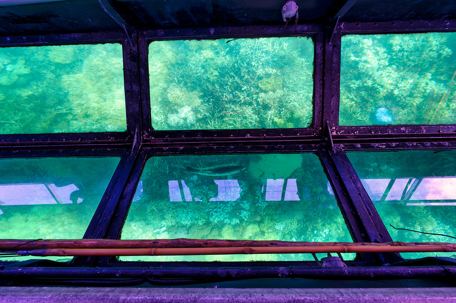 グラス・ボトム・ボートで見るサンゴは見事。魚もたくさん泳いでいた