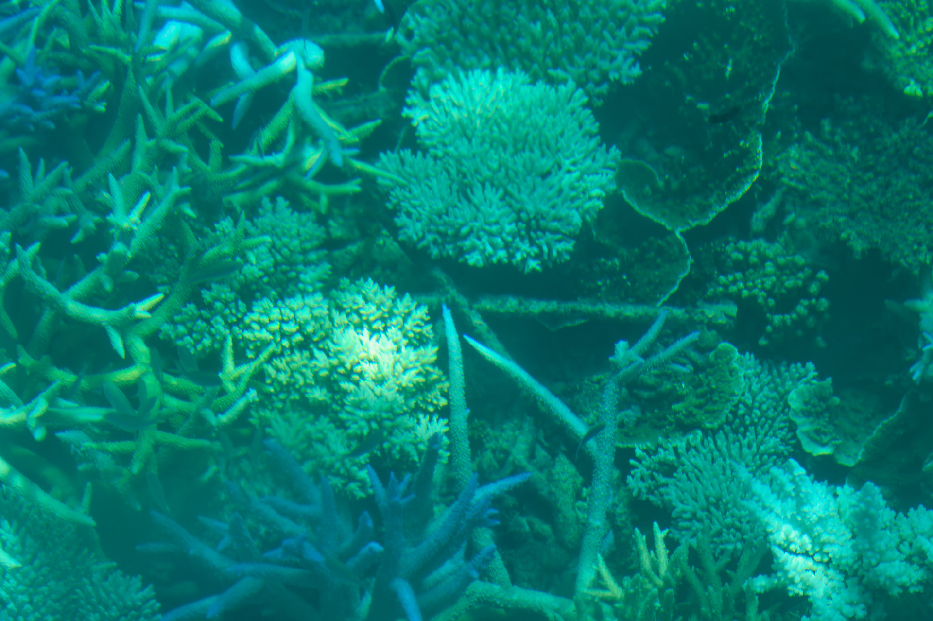 サンゴの植え付けに使用する鉄骨がグラス・ボトム・ボートからも見て取れた。取り組みは確実な成果を上げつつある