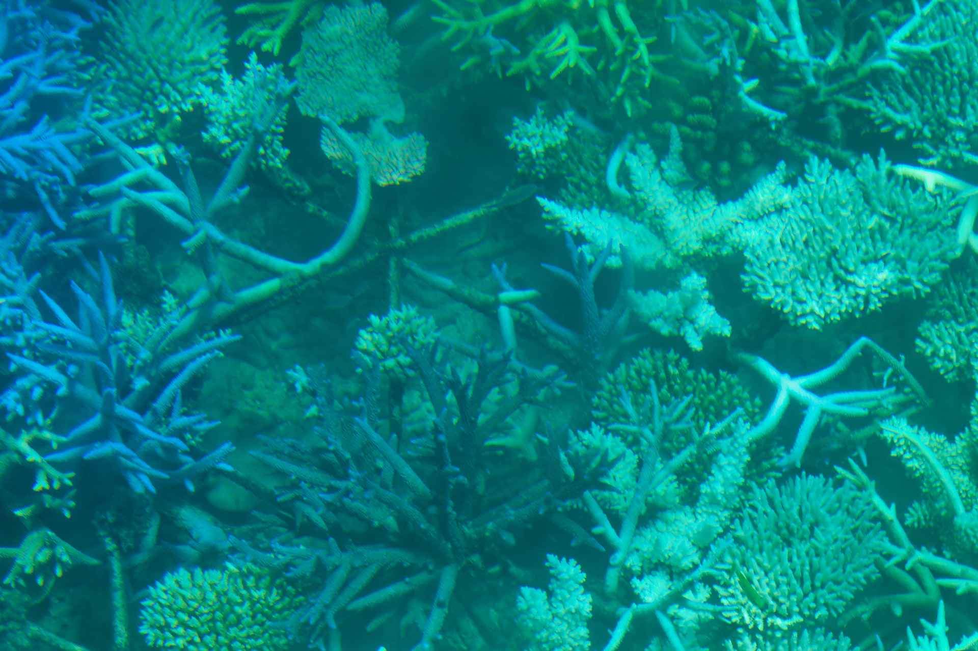 サンゴの植え付けに使用する鉄骨がグラス・ボトム・ボートからも見て取れた。取り組みは確実な成果を上げつつある