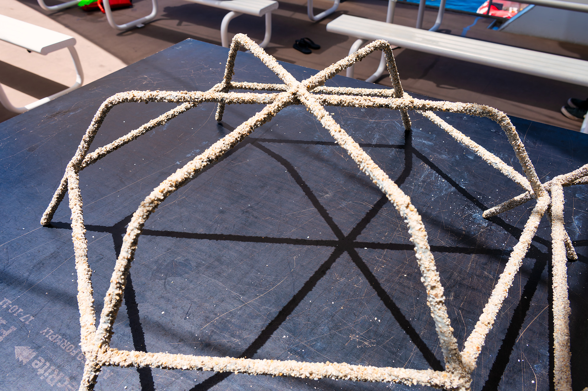 この鉄骨にサンゴを植え付けることで、通常なら30年かかるといわれるサンゴの再生を4年で果たすことも実現可能という