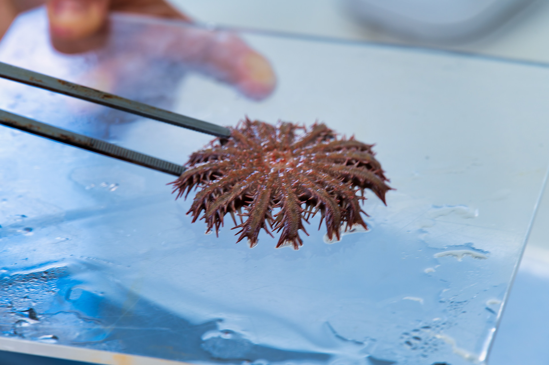 オニヒトデはサンゴを食べる大型のヒトデだが、重要なのはバランスを保つことだという。そのためには環境全体の保全に取り組む必要がある