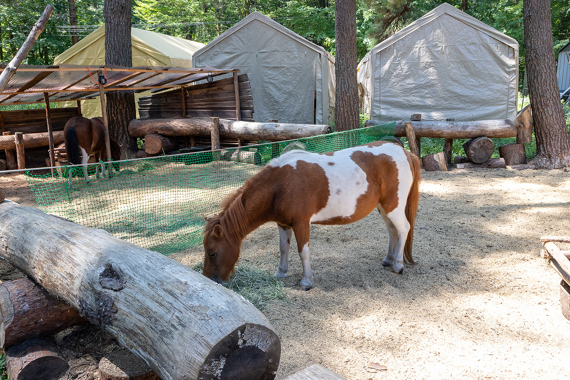 センターハウス横ではポニーを飼っている。訪れる子供たちに人気のようだ