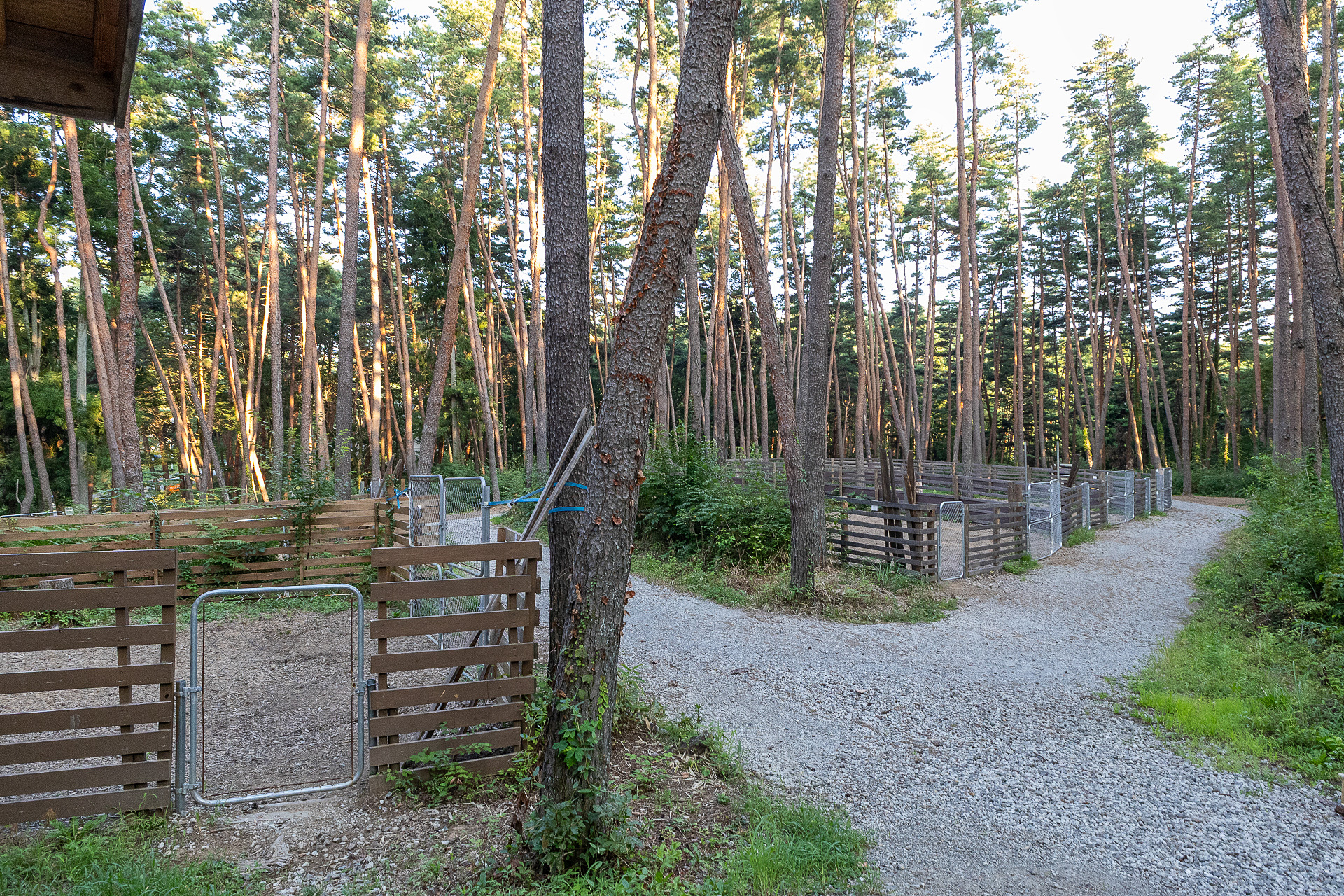 フェンスが付いているのはすべてドッグサイト。フェンスが高いので大型犬でもノーリードで遊ばせることができそうだ。ドッグラン付きサイトはすべて電源がある