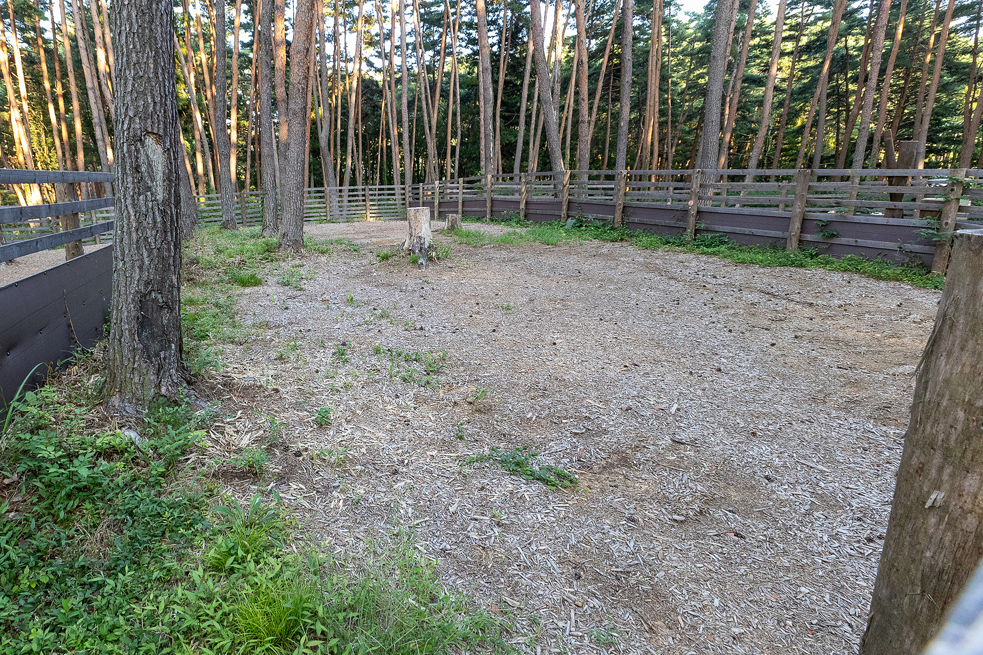 ドッグサイトはすべて敷地が広い。個別にサイトの撮影を行なったが、広過ぎてイメージが伝わりにくいかもしれない。ちなみにここはD6サイト