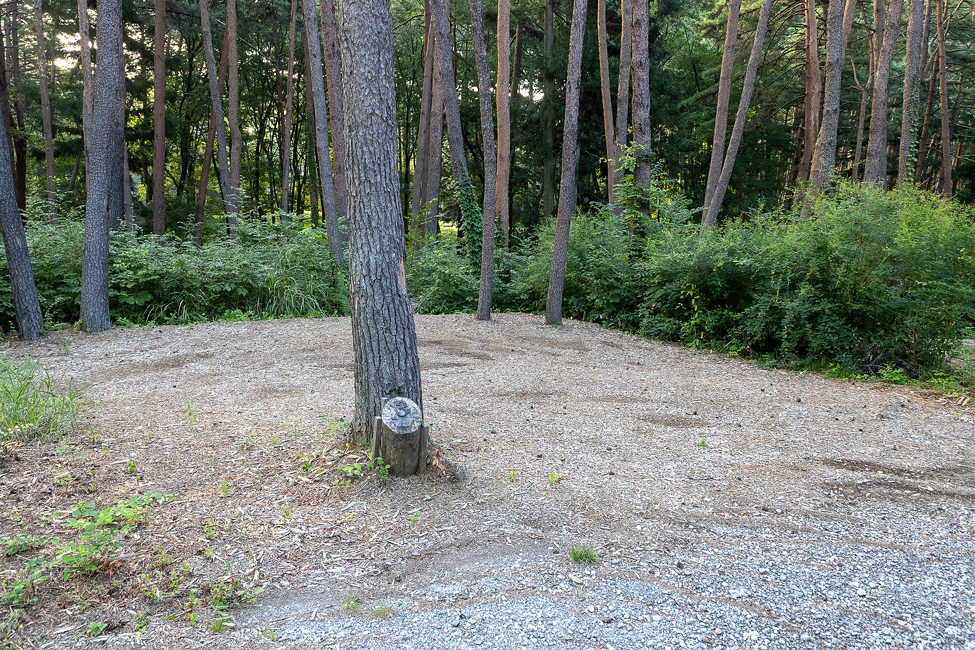 サイト内に木が生えているF3サイト。木の幹にタープ用のロープを貼る場合は擦れる部分にタオルなどを巻き、幹の保護しておきたい