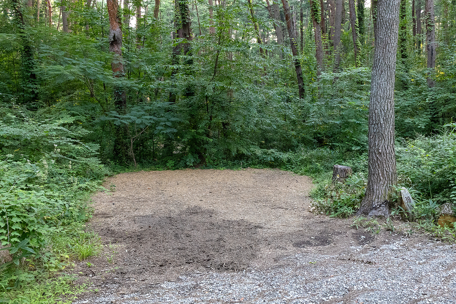 段差のないサイトもある。ここはF19サイト。下段のサイトは全体的に「森」感があるので、林間車中泊の雰囲気味わいたい場合はこちらの方がいいかも。サウナエリアからも近い