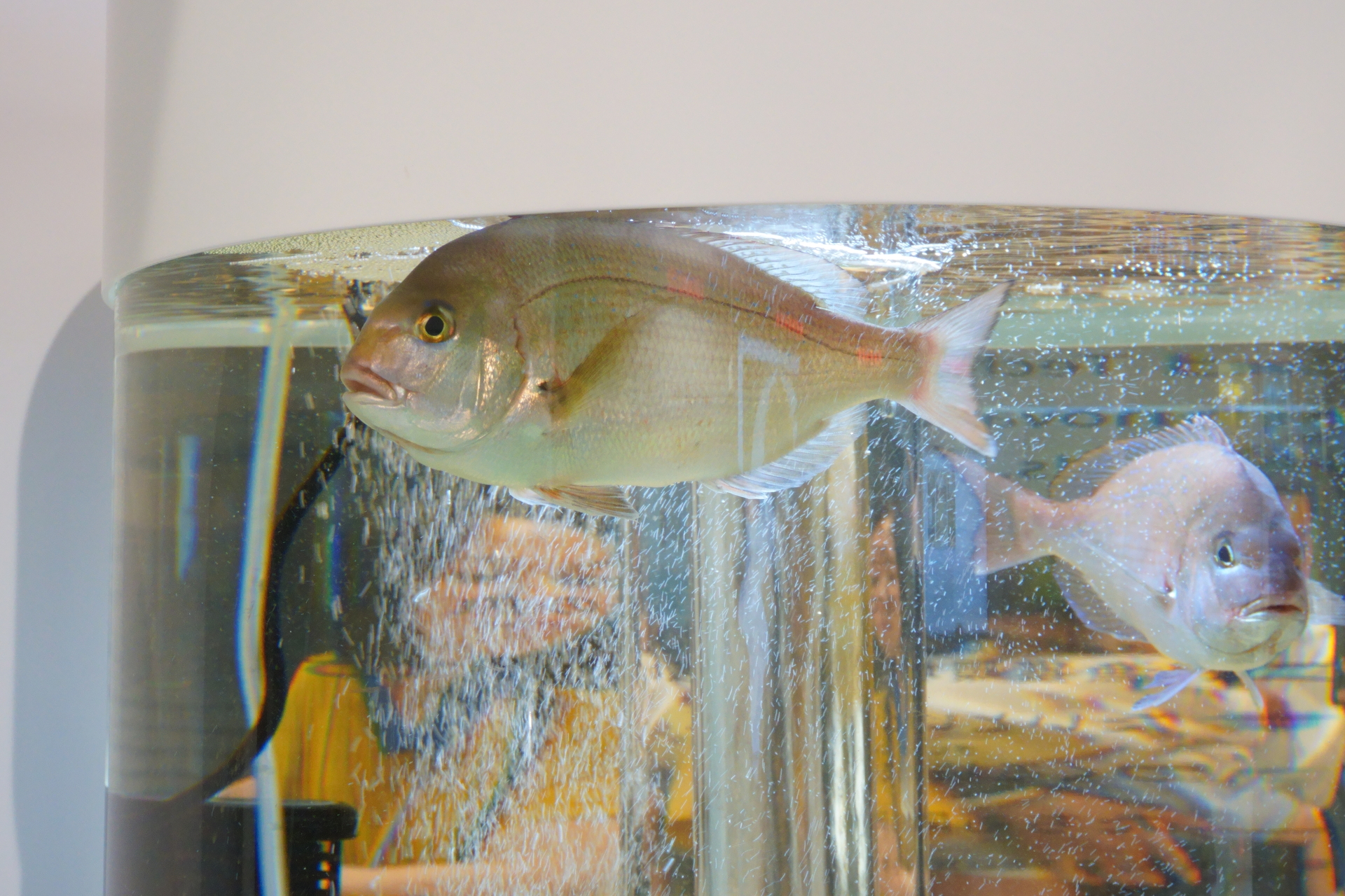 未来を見つめる鮨屋では、普段は天然の魚のみを扱う「すきやばし次郎」の小野二郎氏が、養殖技術や品種改良技術を用いた未来の魚を握る