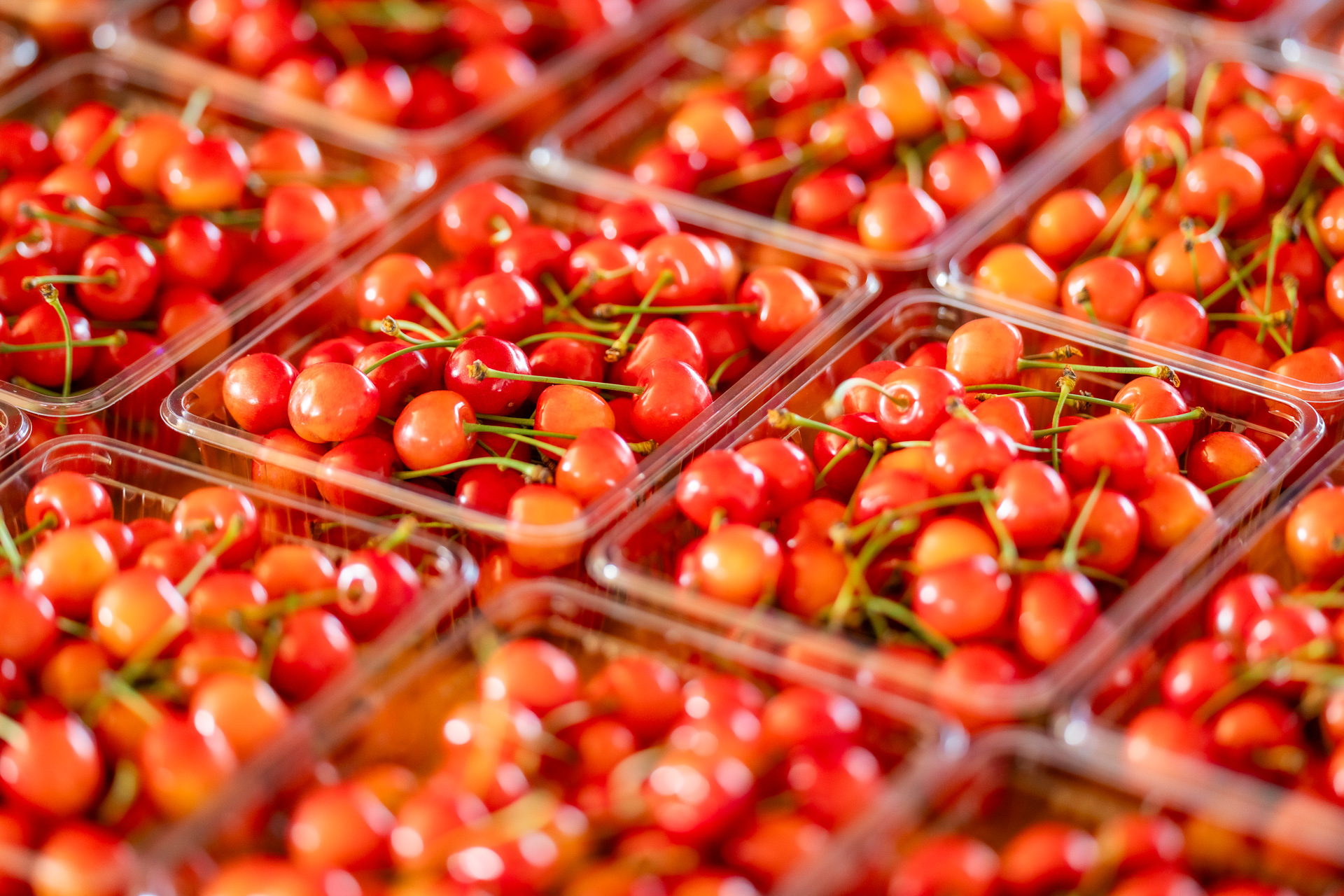 山形で採れたさくらんぼ