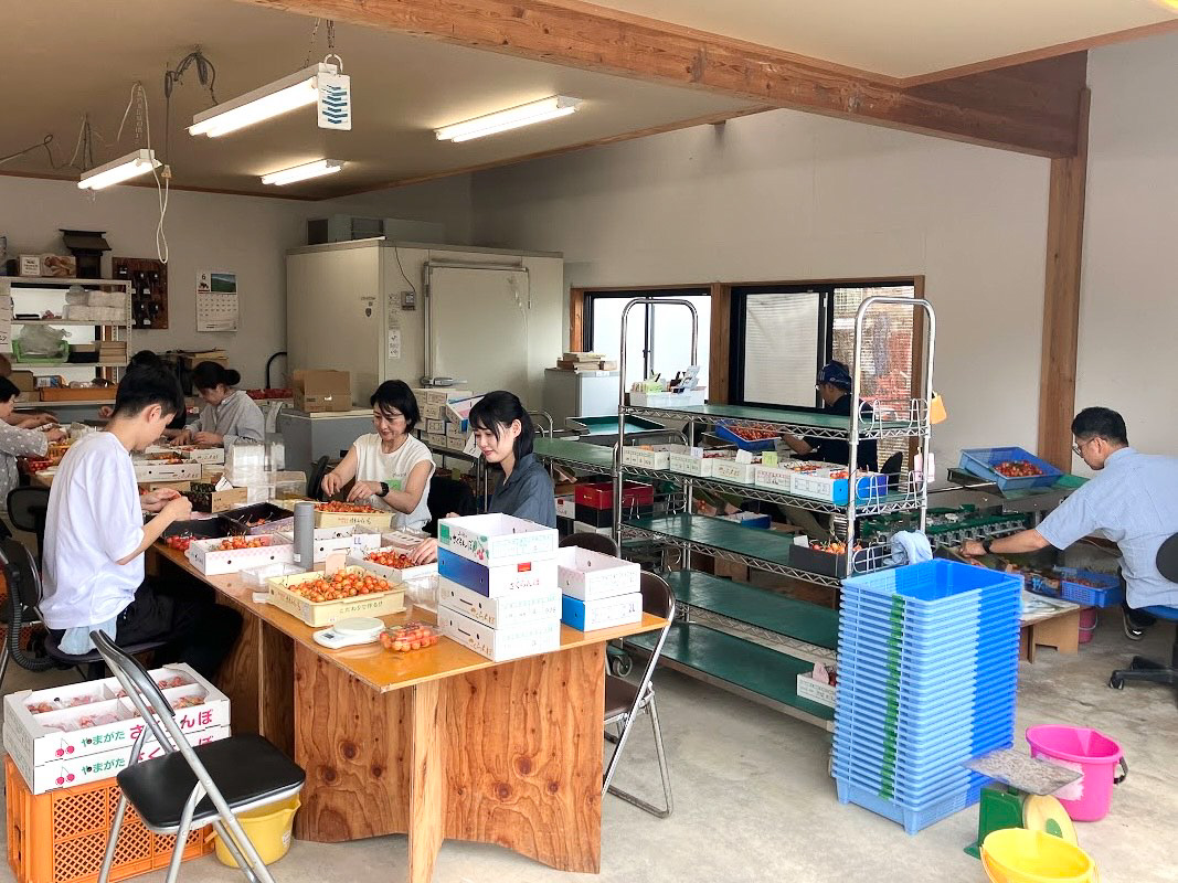 選果作業を行なうJALグループ社員