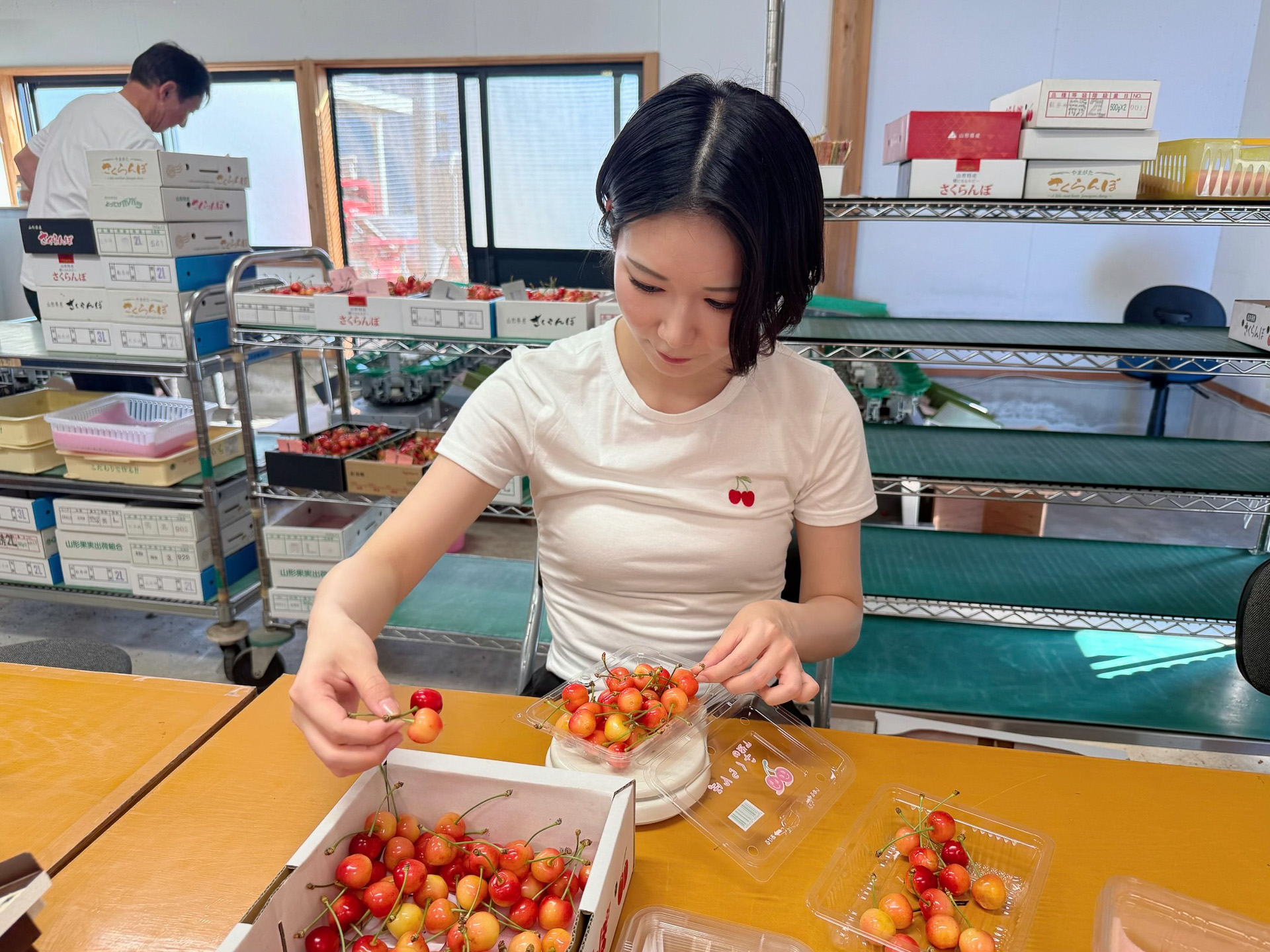 選果作業をするJALふるさとアンバサダー