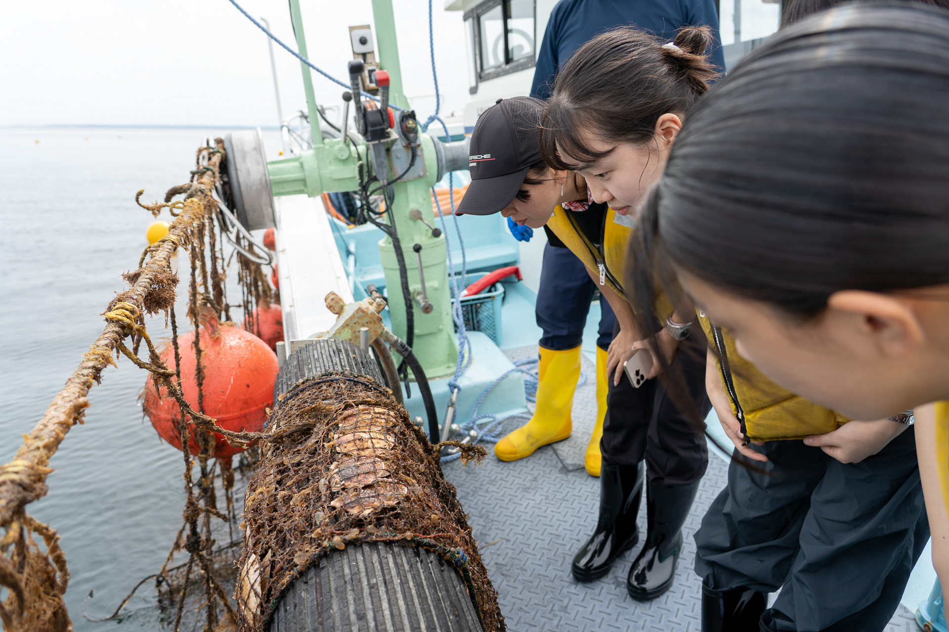ドラムを巻き上げて引き上がったホタテを見せてもらった