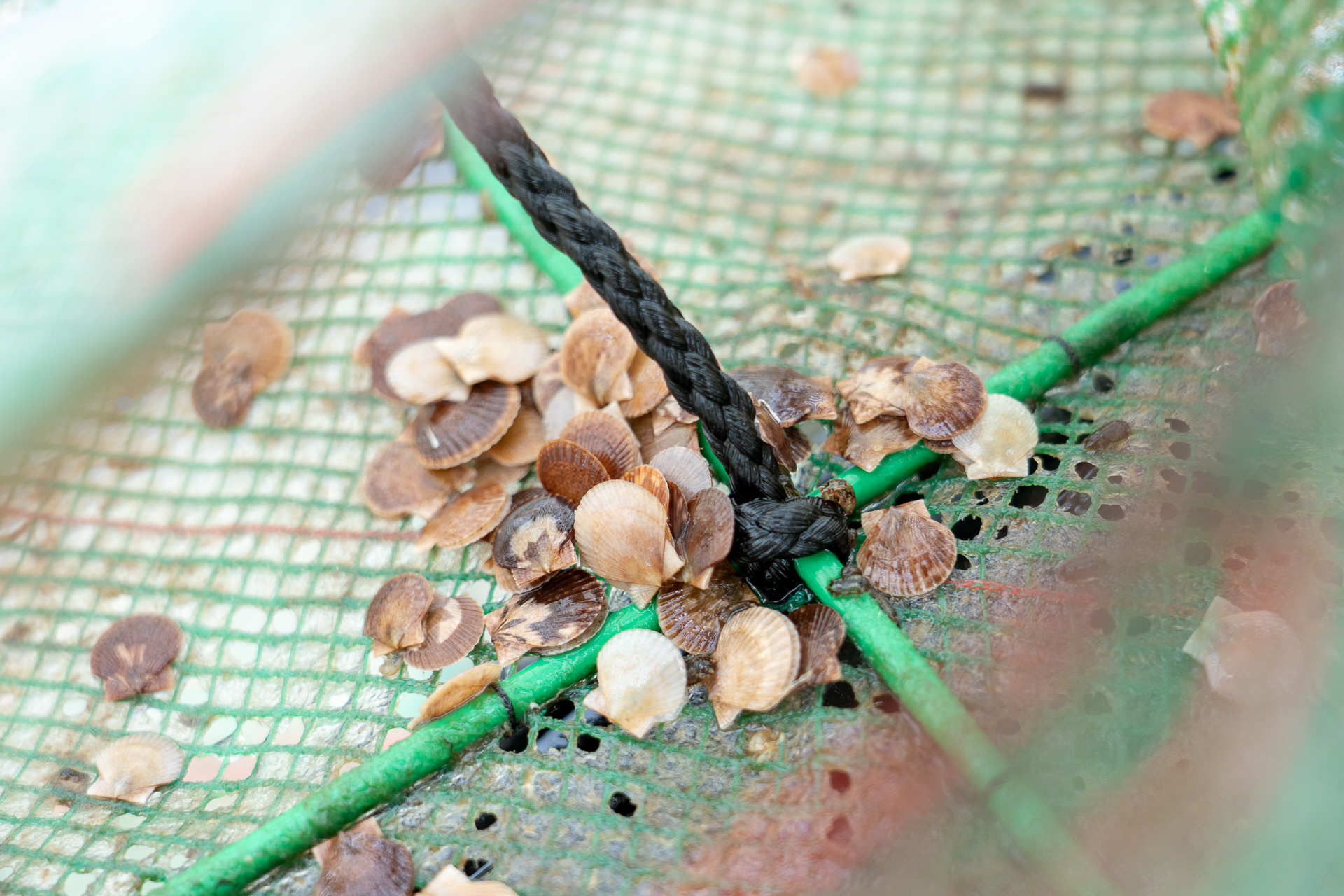 ホタテの稚貝。まだベビーホタテにも満たない大きさだ