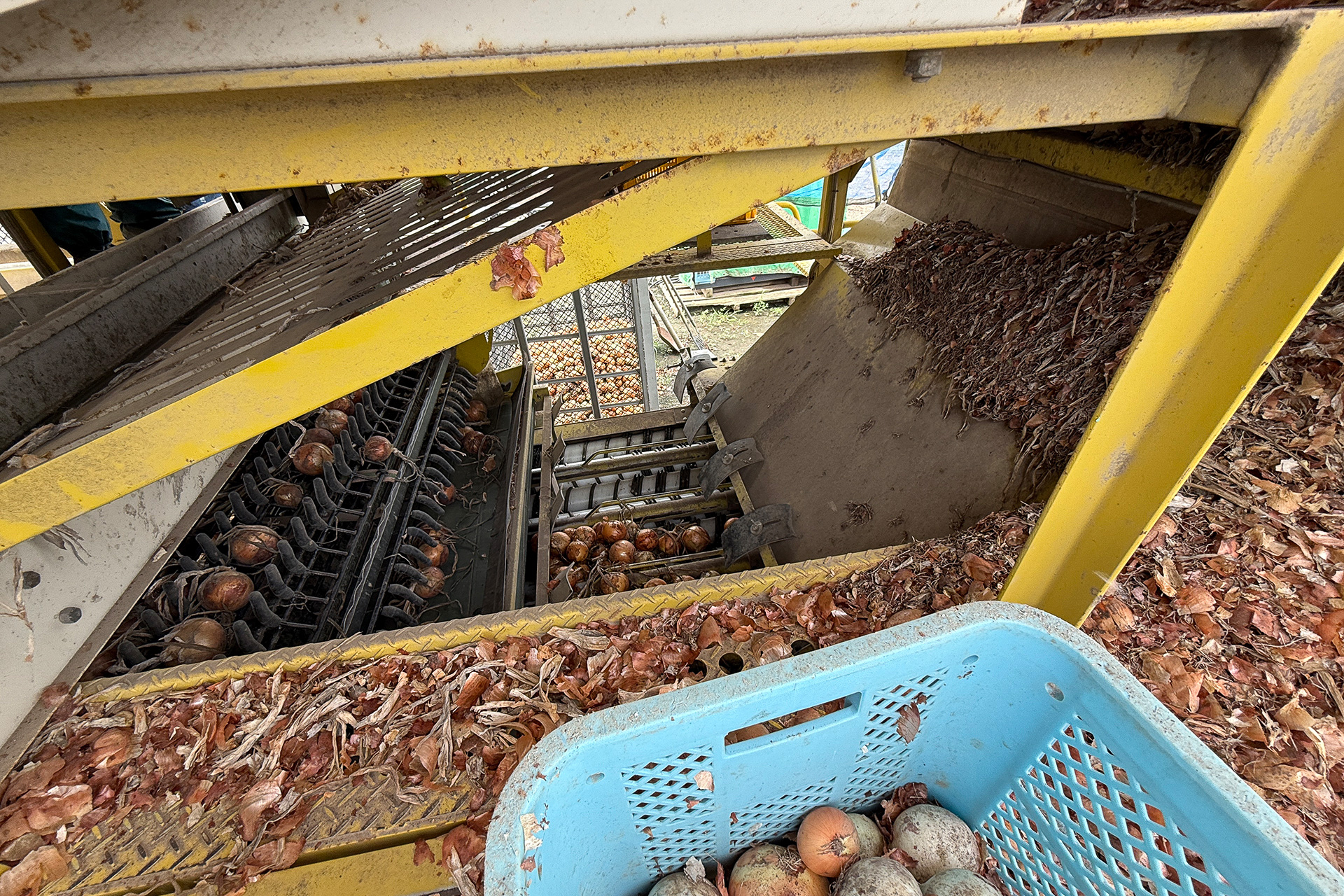 収穫した玉ねぎが流れてきて選別する機械