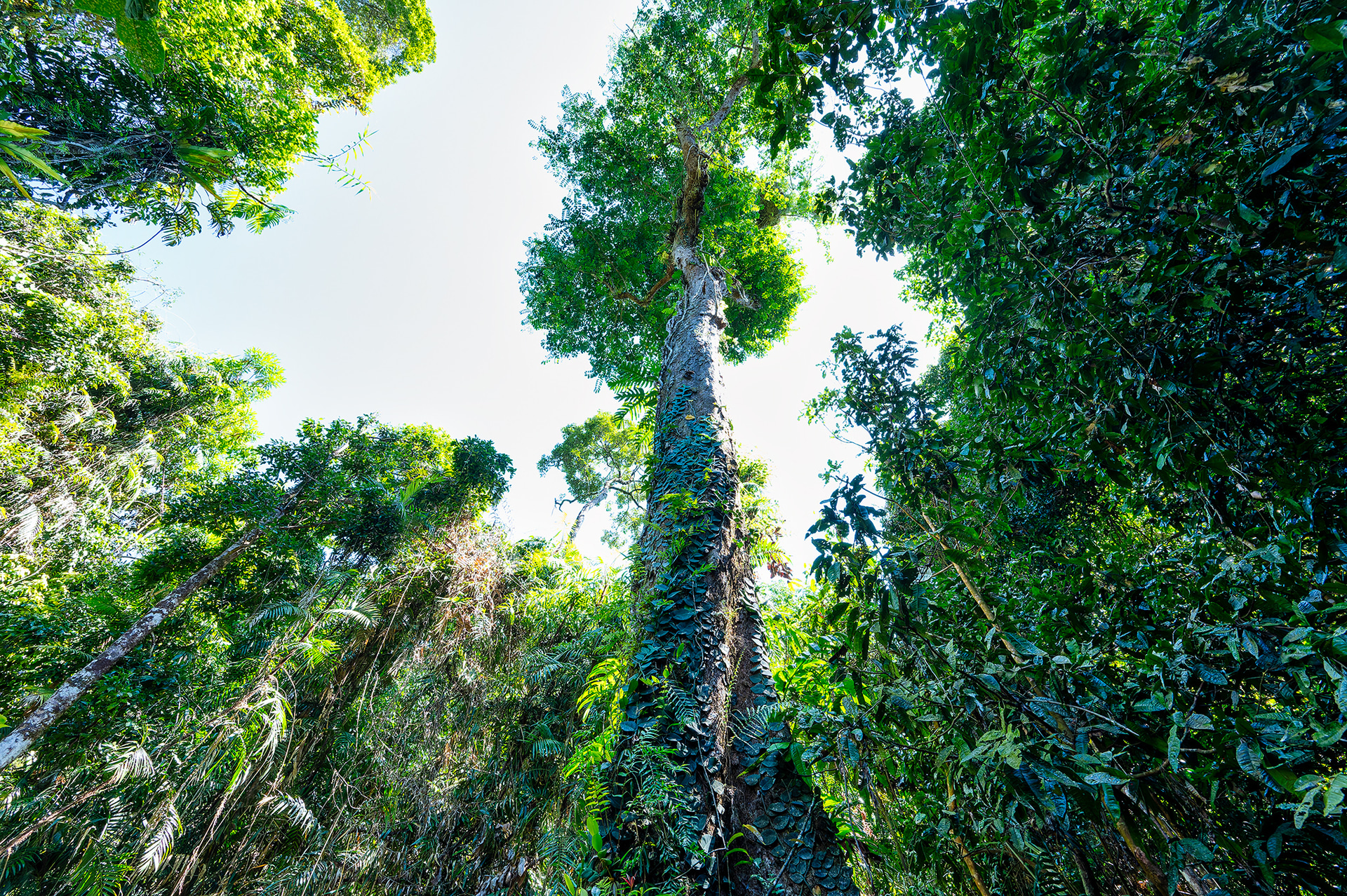 この大きな木の根っこを叩くと森中に響き渡り、存在は物事を伝えるメッセージにもなる。また、船のオールやブーメランなども制作されてきた