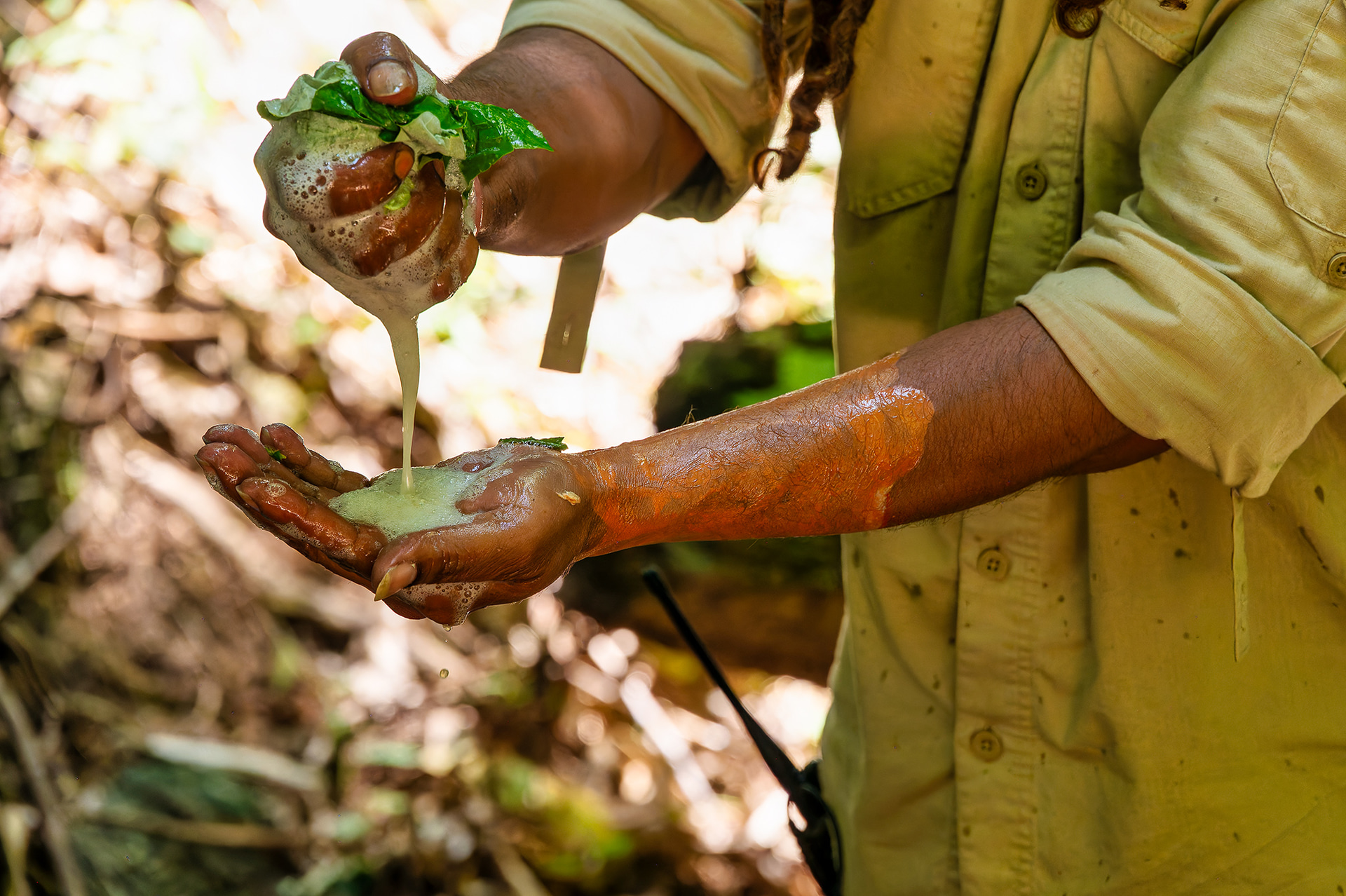 木の葉をむしり水につけて揉みほぐすと、天然の石鹸「ブッシュ・ソープ」のできあがり。先ほどの顔料もきれいに洗い流すことができる
