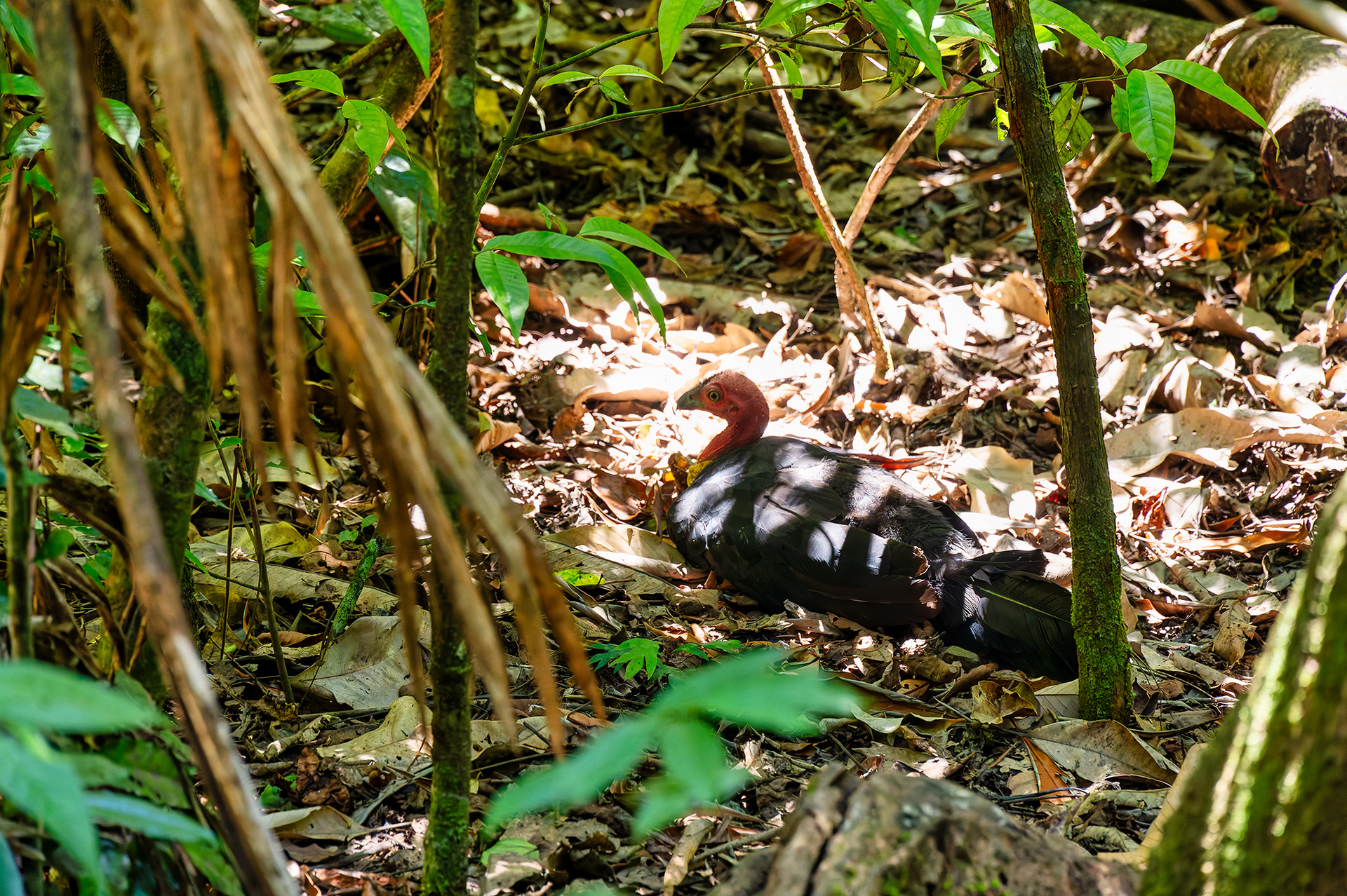 モスマンゴージ・カルチャー・センターはエコツーリズム施設して注目されている場所だ。自然と文化が交錯した貴重な体験をぜひ