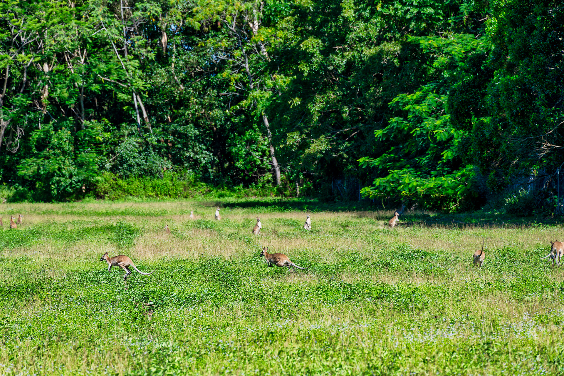 ワラビーに逢えた。ぴょんぴょんと跳ねてかわいい
