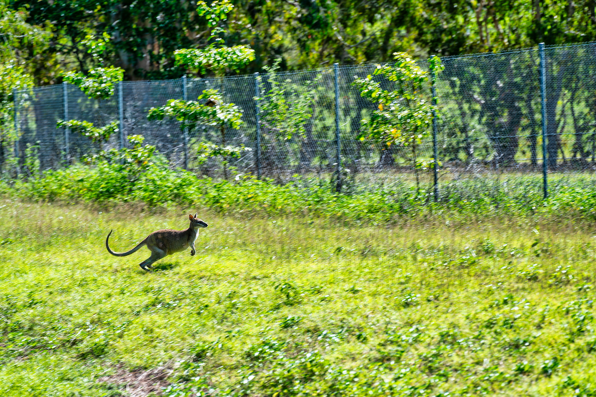 ワラビーに逢えた。ぴょんぴょんと跳ねてかわいい