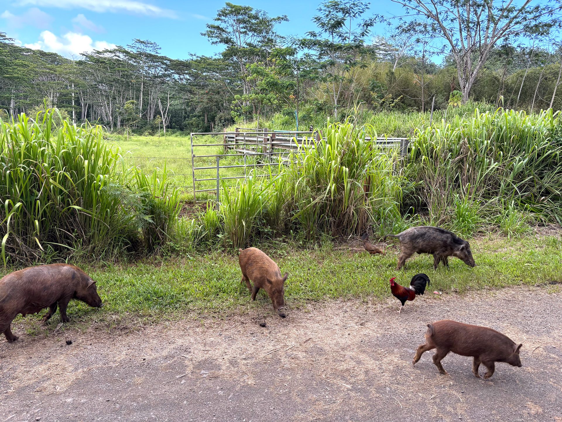 のびのびと暮らす野生の動物たちも見ることができる