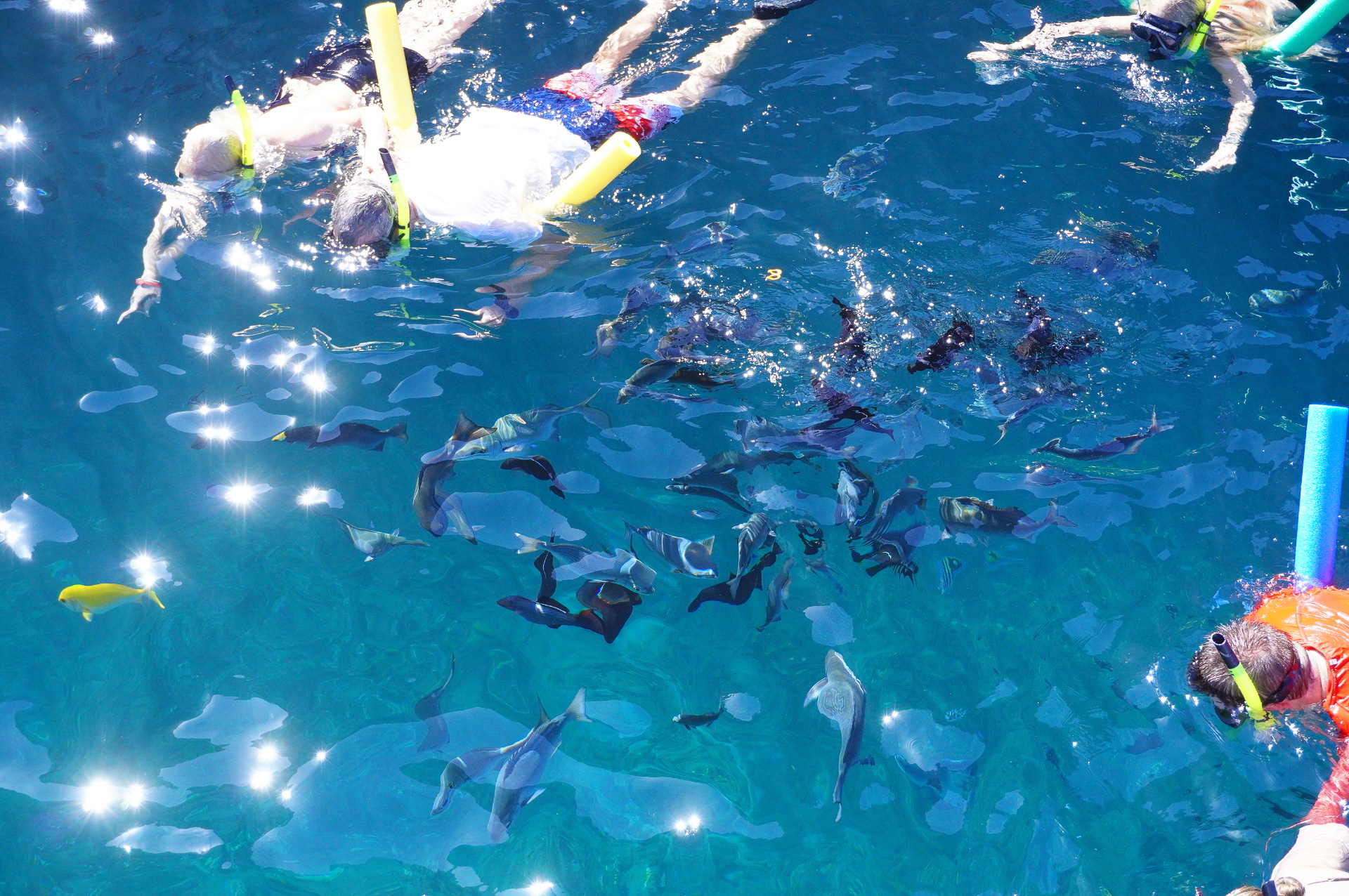 多種類の魚たちと一緒に泳ぐことができる。船上からも魚が見えるほど水が透き通っていた