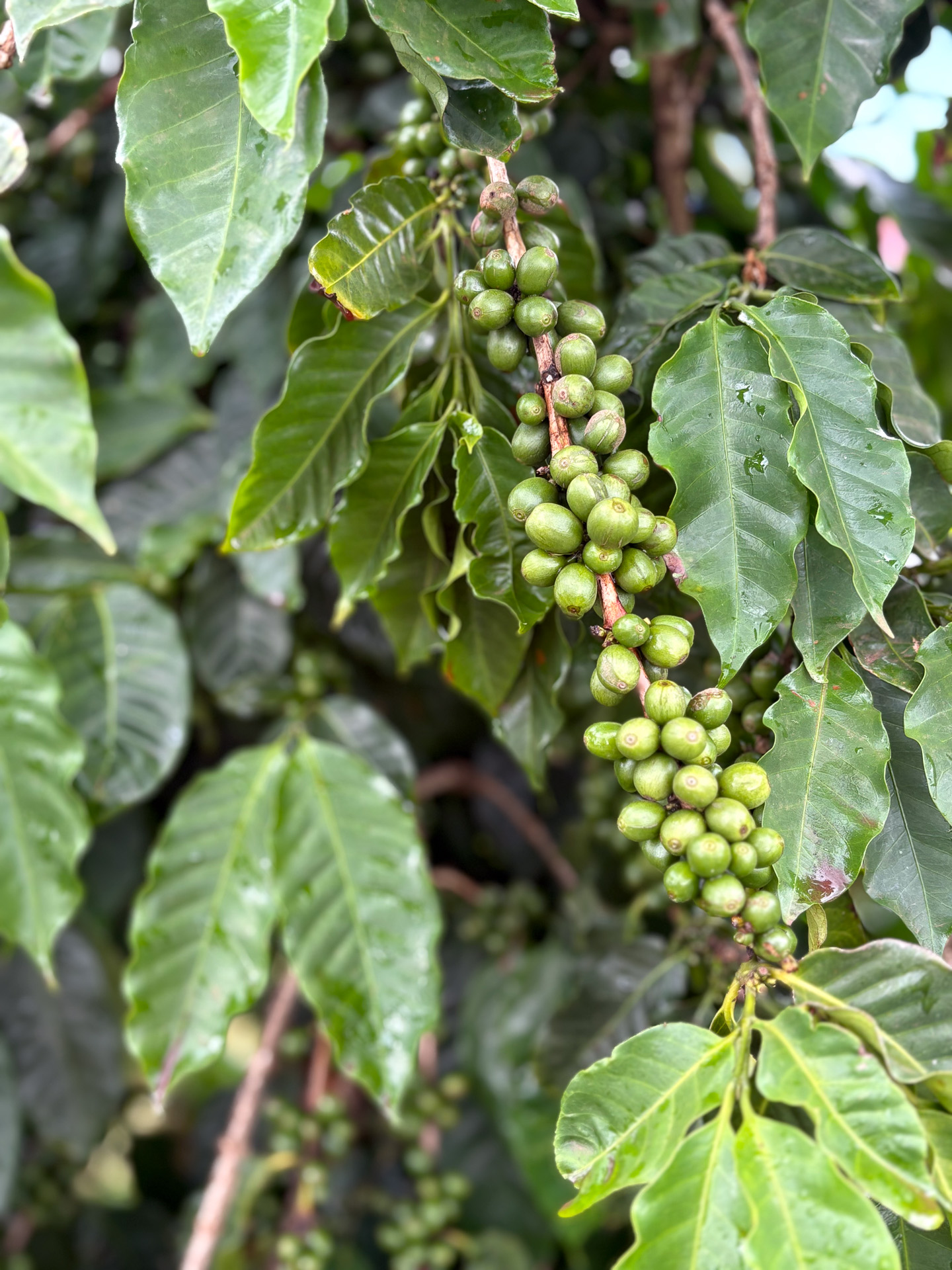 もともとはサトウキビの会社だったが、今ではアメリカ最大級の広さを誇るコーヒー農園となった