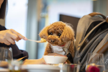 犬用の料理も提供