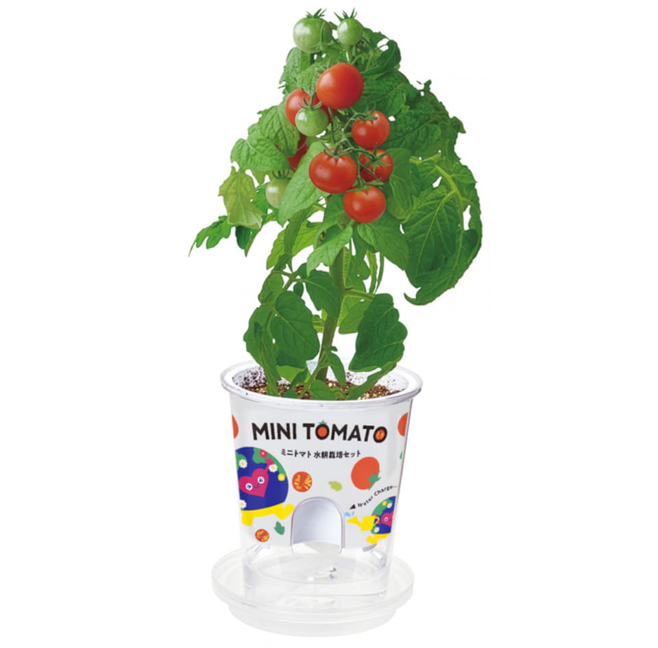 おうちで育てる「トゥンクトゥンク」栽培セット発売。次は横浜で2027年